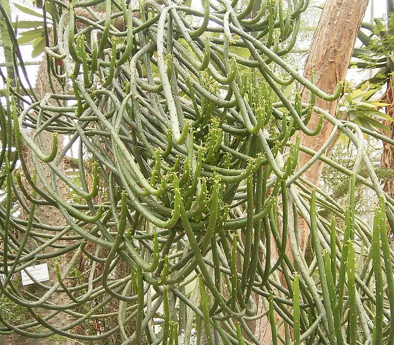 Leucodendron Spurge (Euphorbia Leucodendron) — A desired plant for xeriscaping