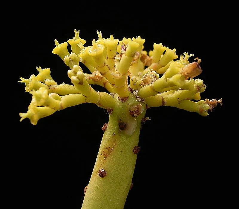 Leucodendron Spurge (Euphorbia Leucodendron) — Its stems typically grow to a height of about 2 to 5 feet and are about 0.5 to 1 inch in diameter