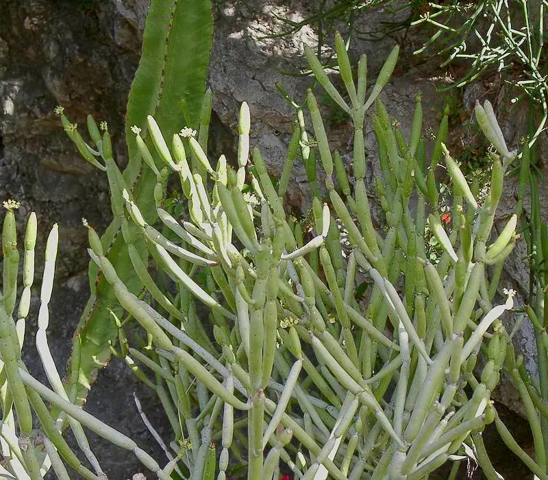 Leucodendron Spurge (Euphorbia Leucodendron) — Tiny greenish flowers may appear in spring
