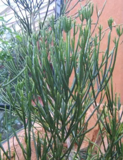 Leucodendron Spurge (Euphorbia Leucodendron) — This succulent plant is part of the Euphorbiaceae family and is native to the arid regions of Madagascar