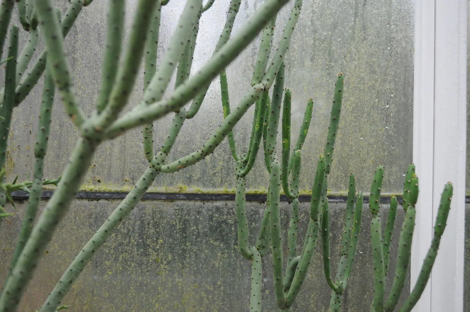 Leucodendron Spurge (Euphorbia Leucodendron) — When planting in cooler climates
