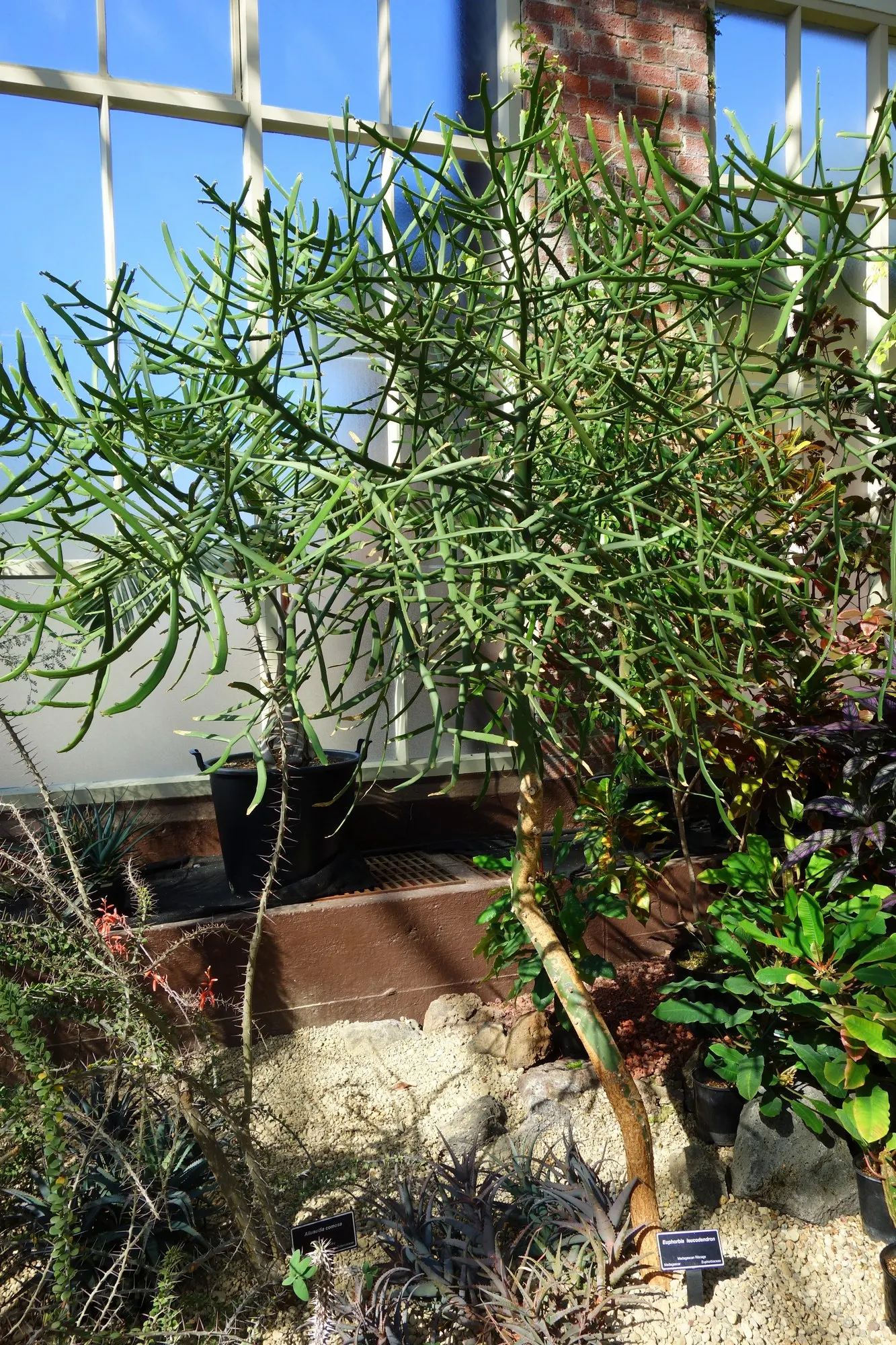 Leucodendron Spurge (Euphorbia Leucodendron) — fitting well into modern and contemporary garden designs