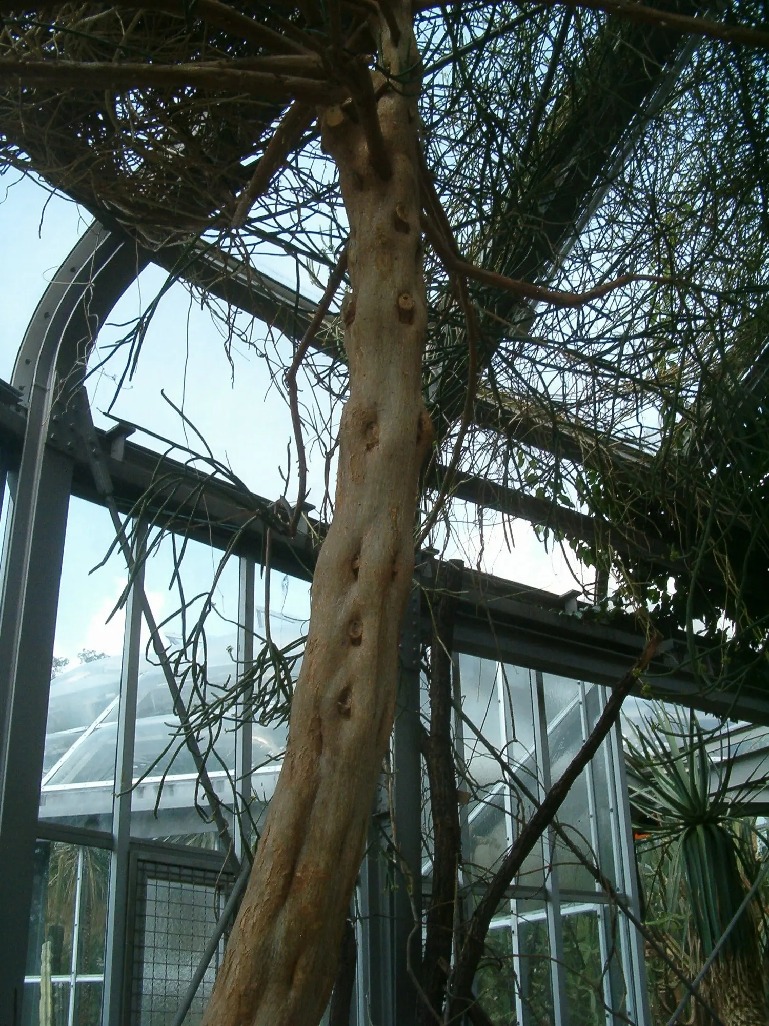 Leucodendron Spurge (Euphorbia Leucodendron) — Always wear gloves when trimming or transplanting
