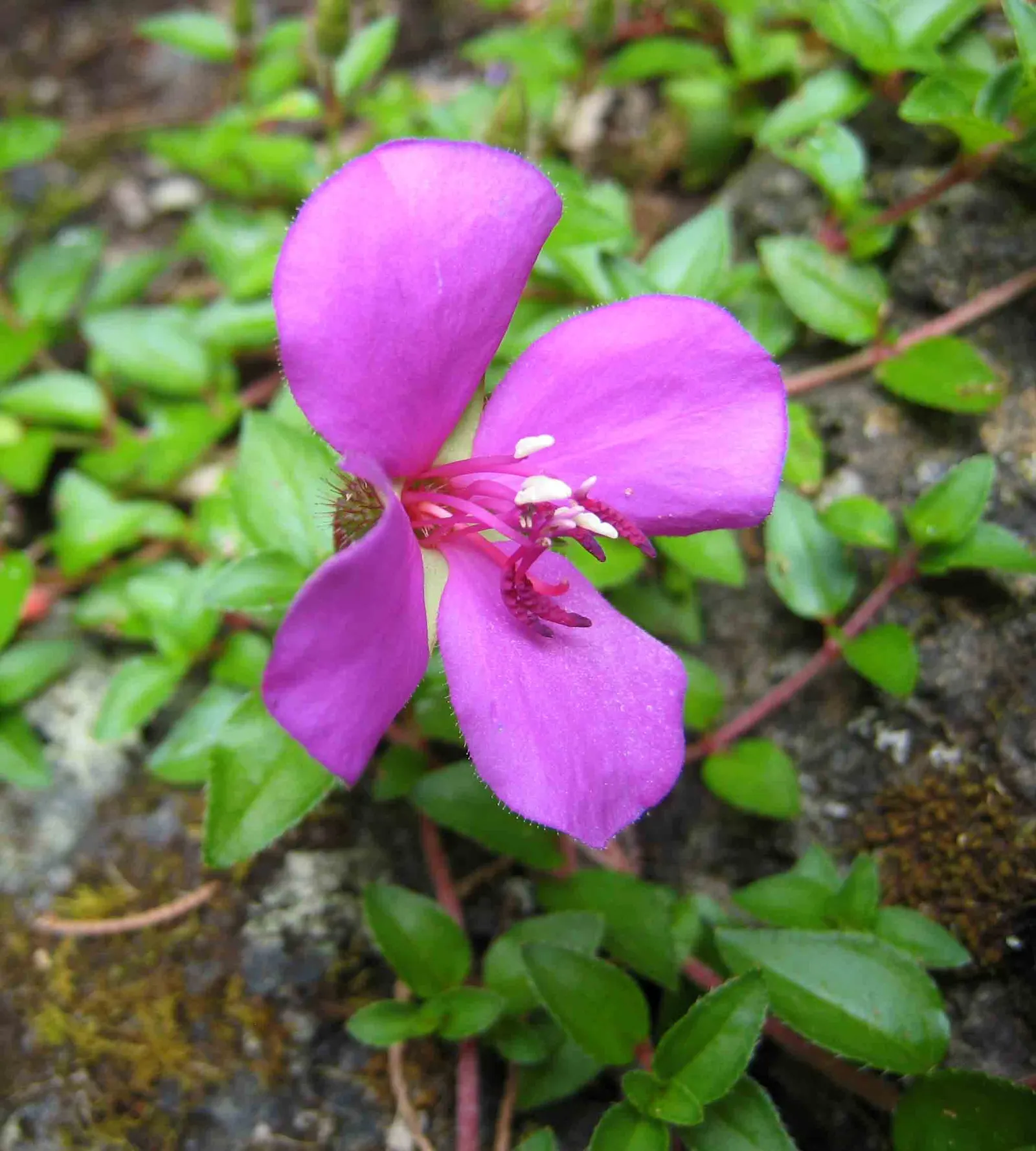 Spanish Shawl (Heterocentron Elegans) — commonly referred to as the Spanish Shawl; ground cover with pink blooms