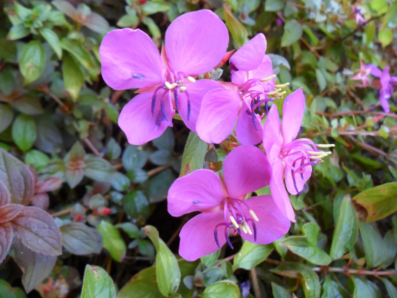 Spanish Shawl (Heterocentron Elegans) — often from late spring through early fall