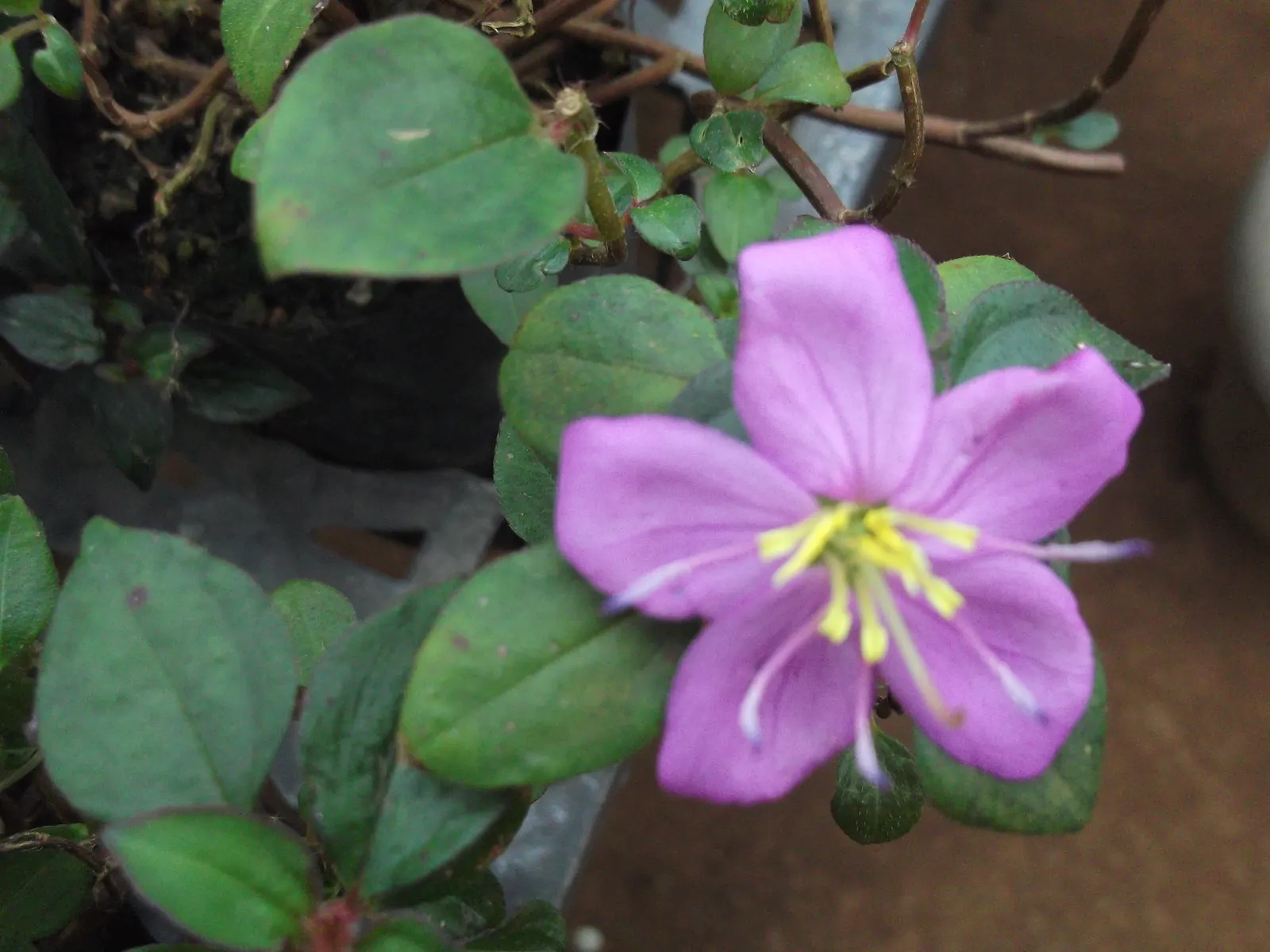 Spanish Shawl (Heterocentron Elegans) — Its fast-growing nature ensures a quick lush carpet, ideal for tropical-themed gardens; noteworthy for attracting