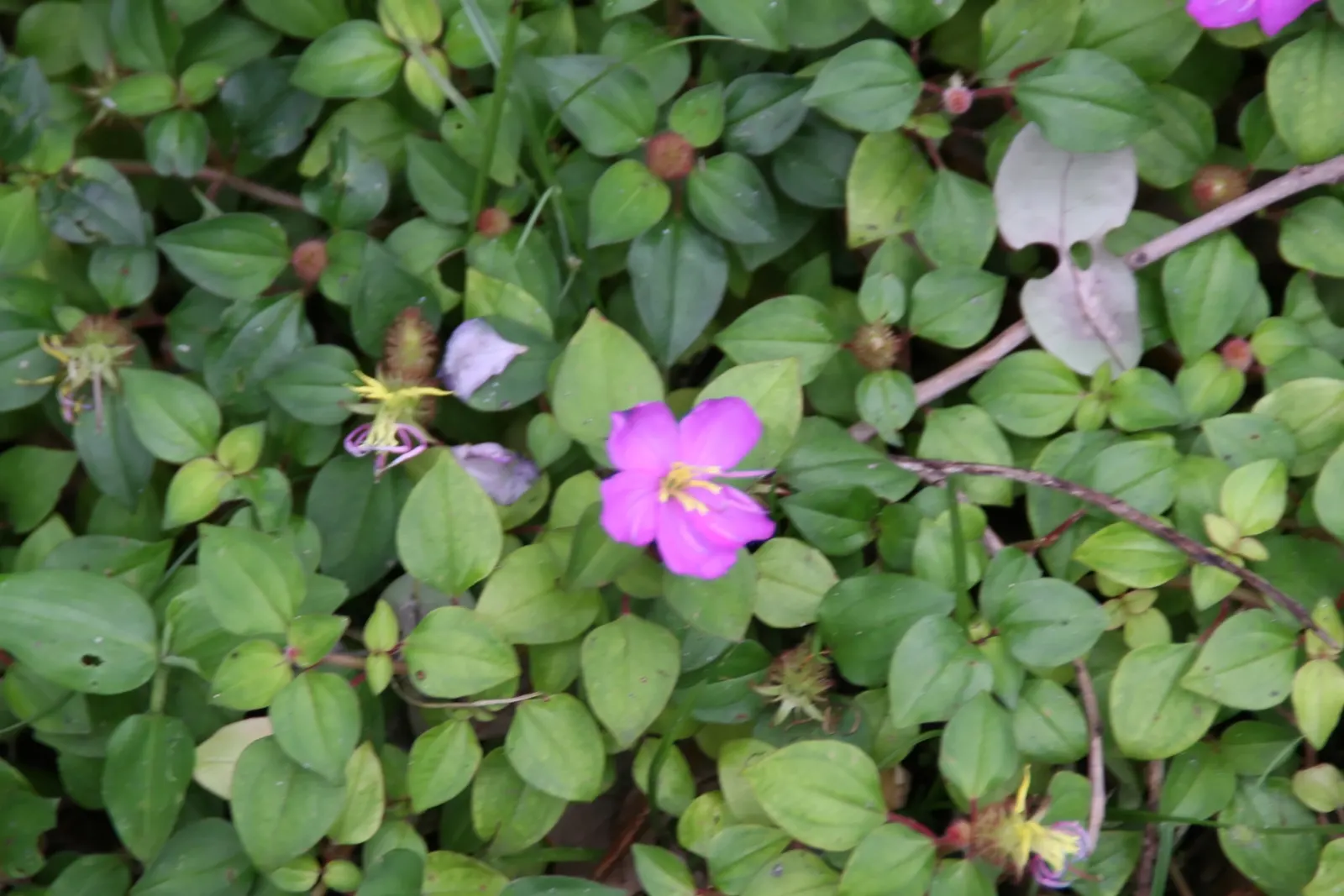 Spanish Shawl (Heterocentron Elegans) — where its vibrant colors and rapid spreading habit can be utilized to full effect; ideal for groundcover or hanging