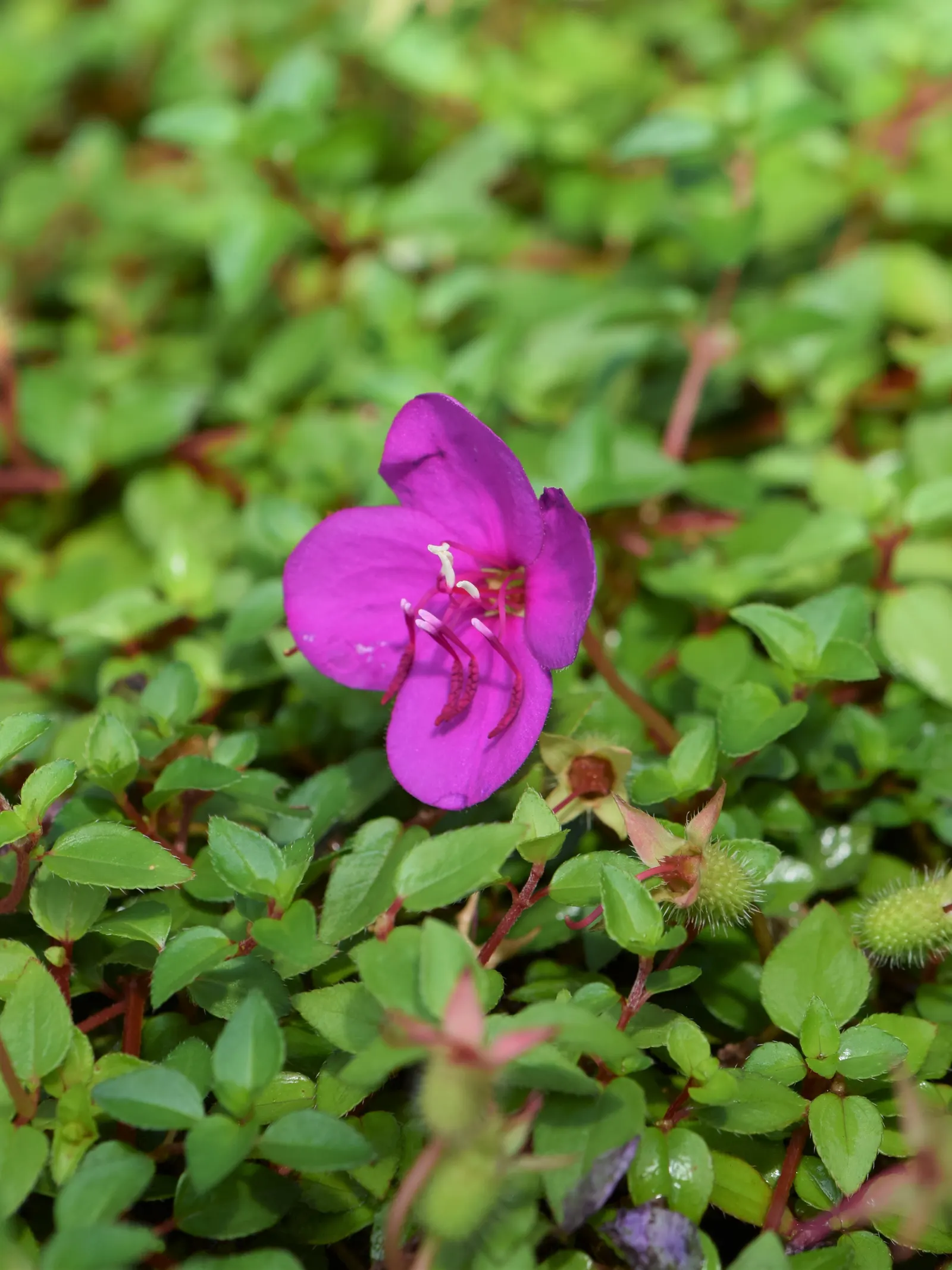Spanish Shawl (Heterocentron Elegans) — Noteworthy for attracting pollinators while being low maintenance