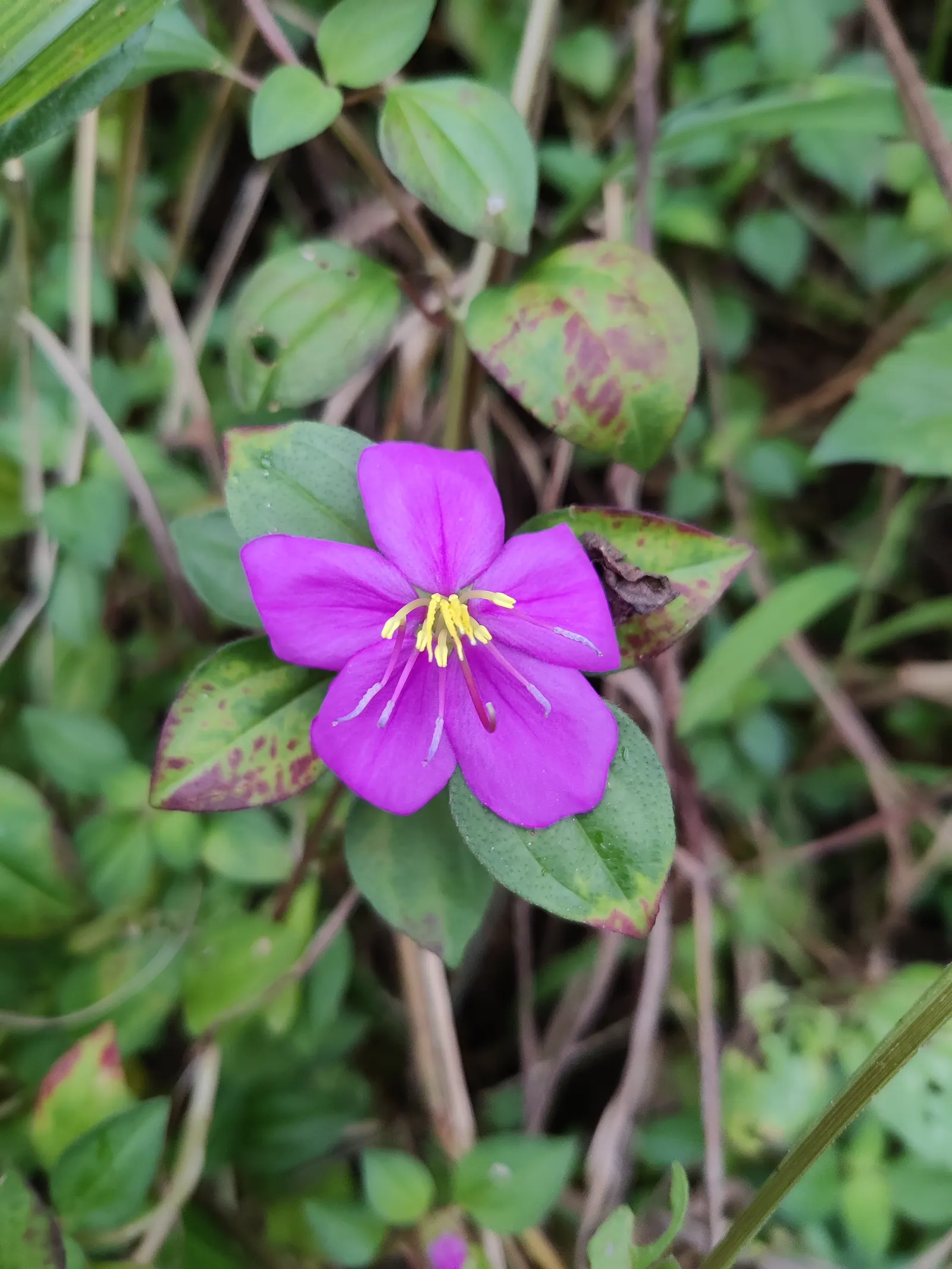 Spanish Shawl (Heterocentron Elegans) — They perform best in full to partial sun exposure, requiring at least 4-6 hours of direct sunlight per day
