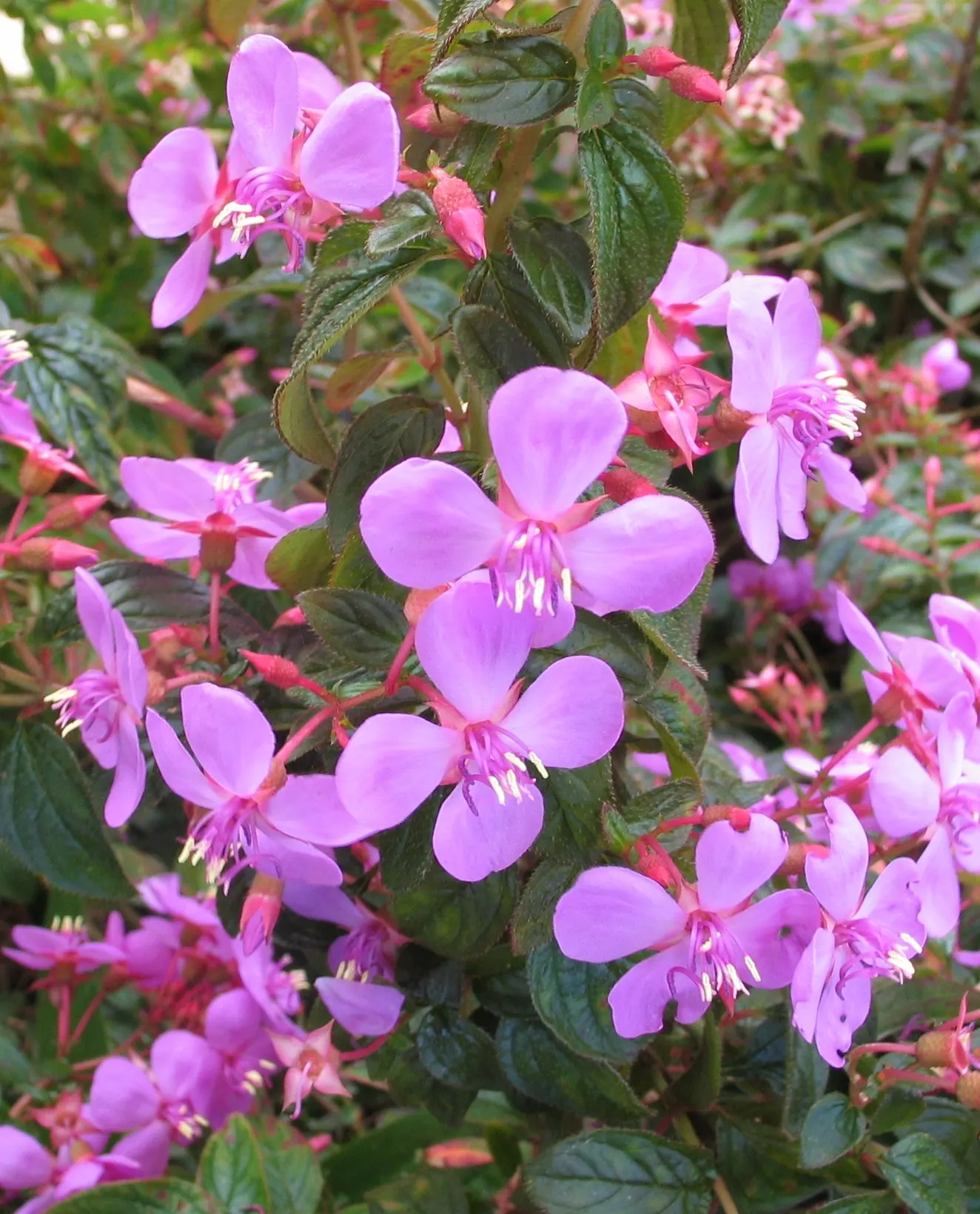 Spanish Shawl (Heterocentron Elegans) — ground cover for half