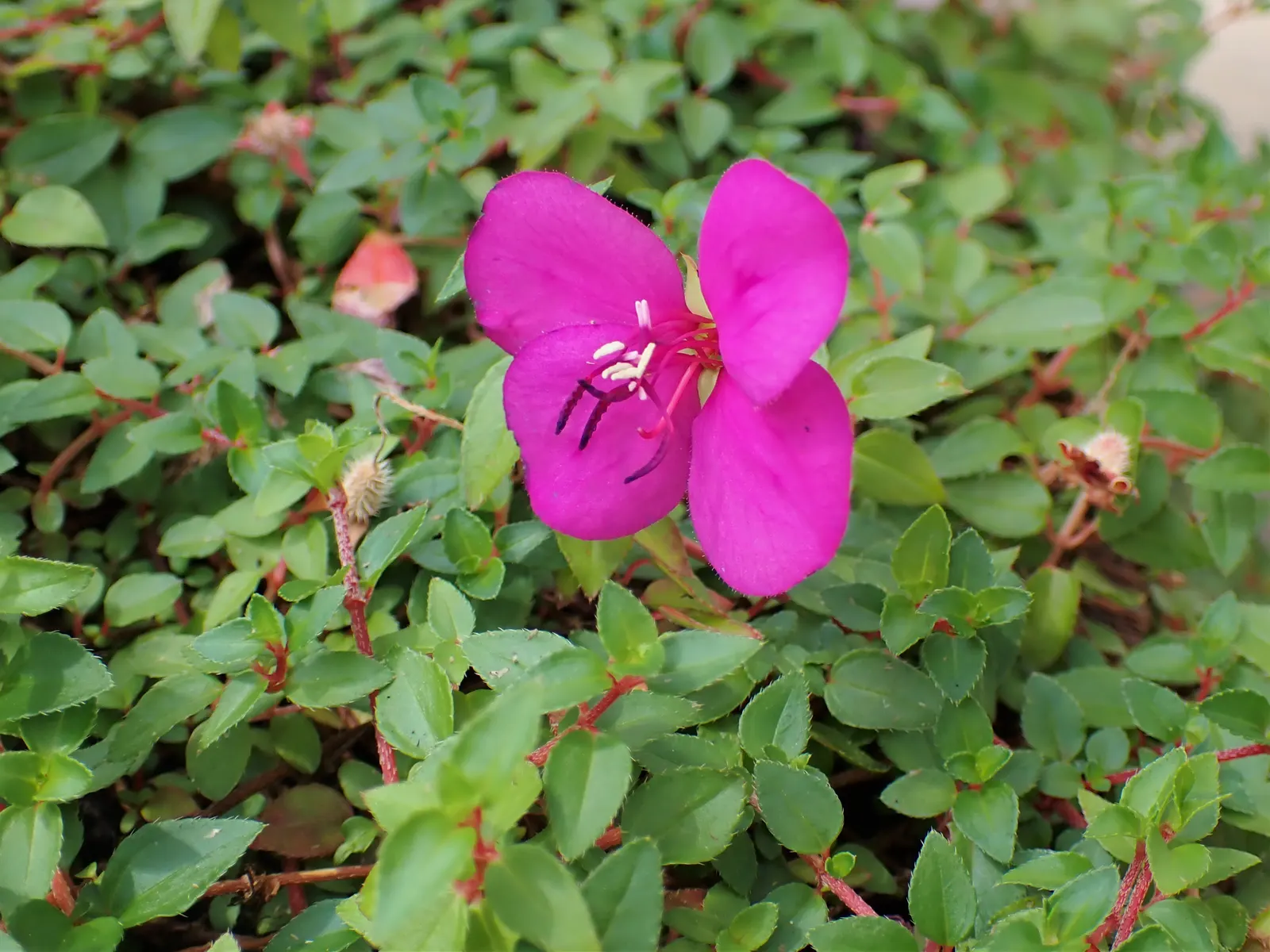 Spanish Shawl (Heterocentron Elegans) — Ideal for groundcover or hanging baskets, it thrives in USDA zones 9-11, preferring part to full sun