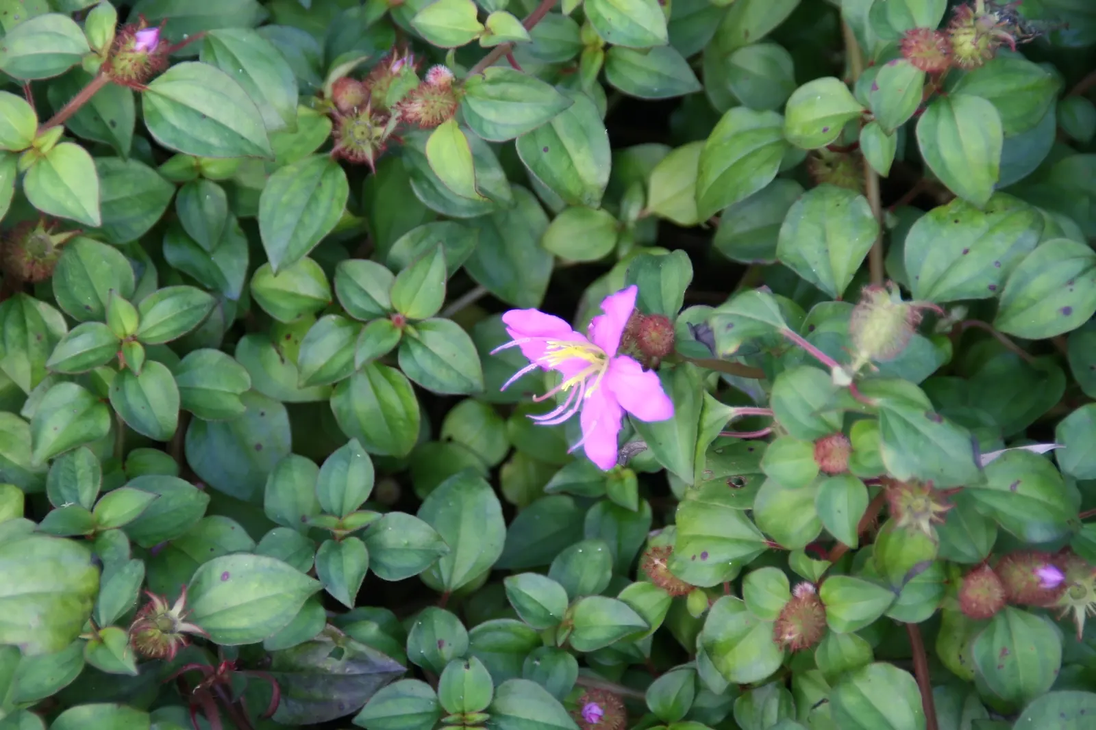 Spanish Shawl (Heterocentron Elegans) — Spanish Shawl (Heterocentron elegans) presents vibrant fuchsia flowers atop cascading evergreen foliage; its