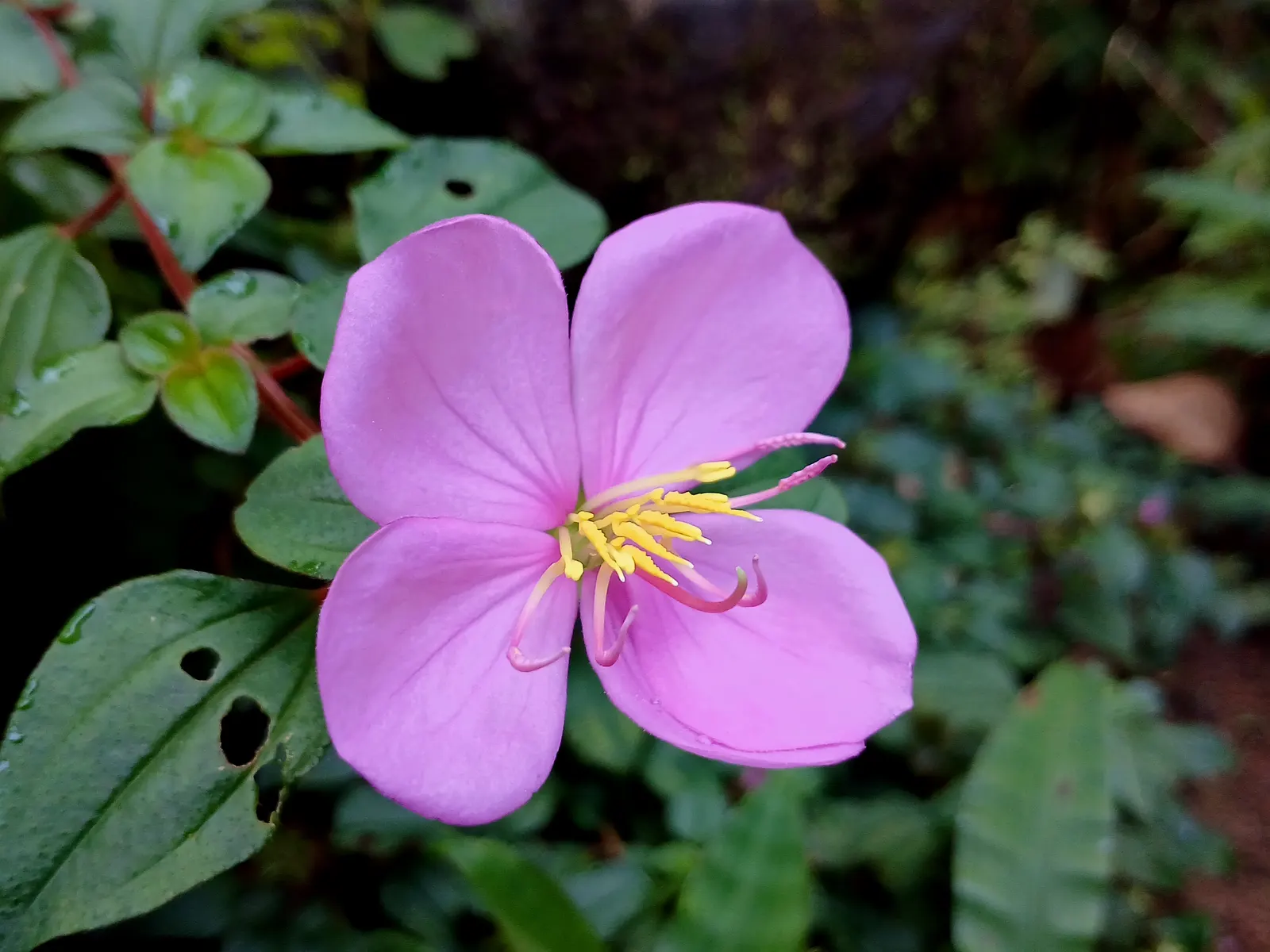 Spanish Shawl (Heterocentron Elegans) — each blossom measuring about 0.5 to 1 inch across