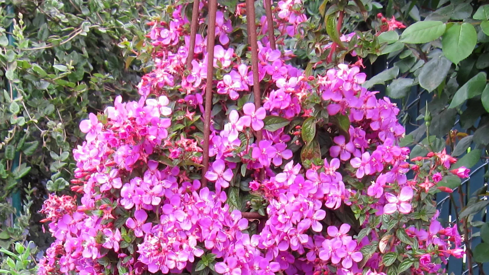Spanish Shawl (Heterocentron Elegans) — Its low maintenance and showy appearance make it a valuable addition to any garden; each blossom measuring about 0.5 to