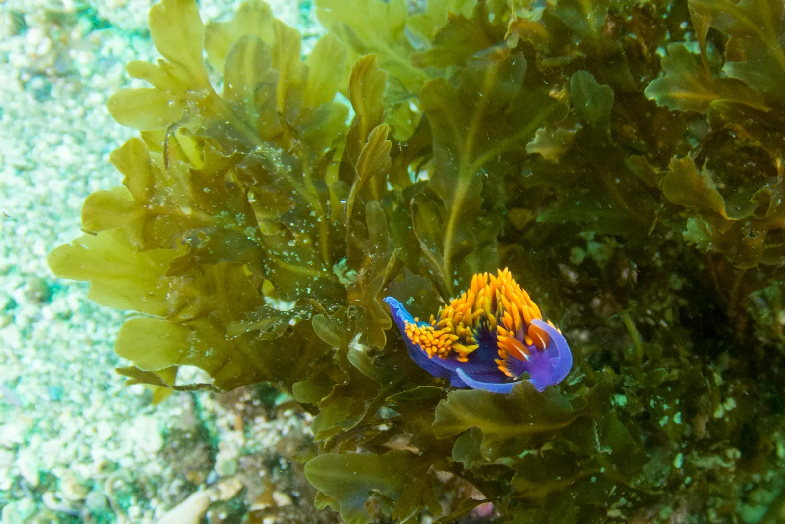 Spanish Shawl (Heterocentron Elegans) — is an effervescent groundcover that adds a vibrant splash of color to any landscape; commonly referred to as the
