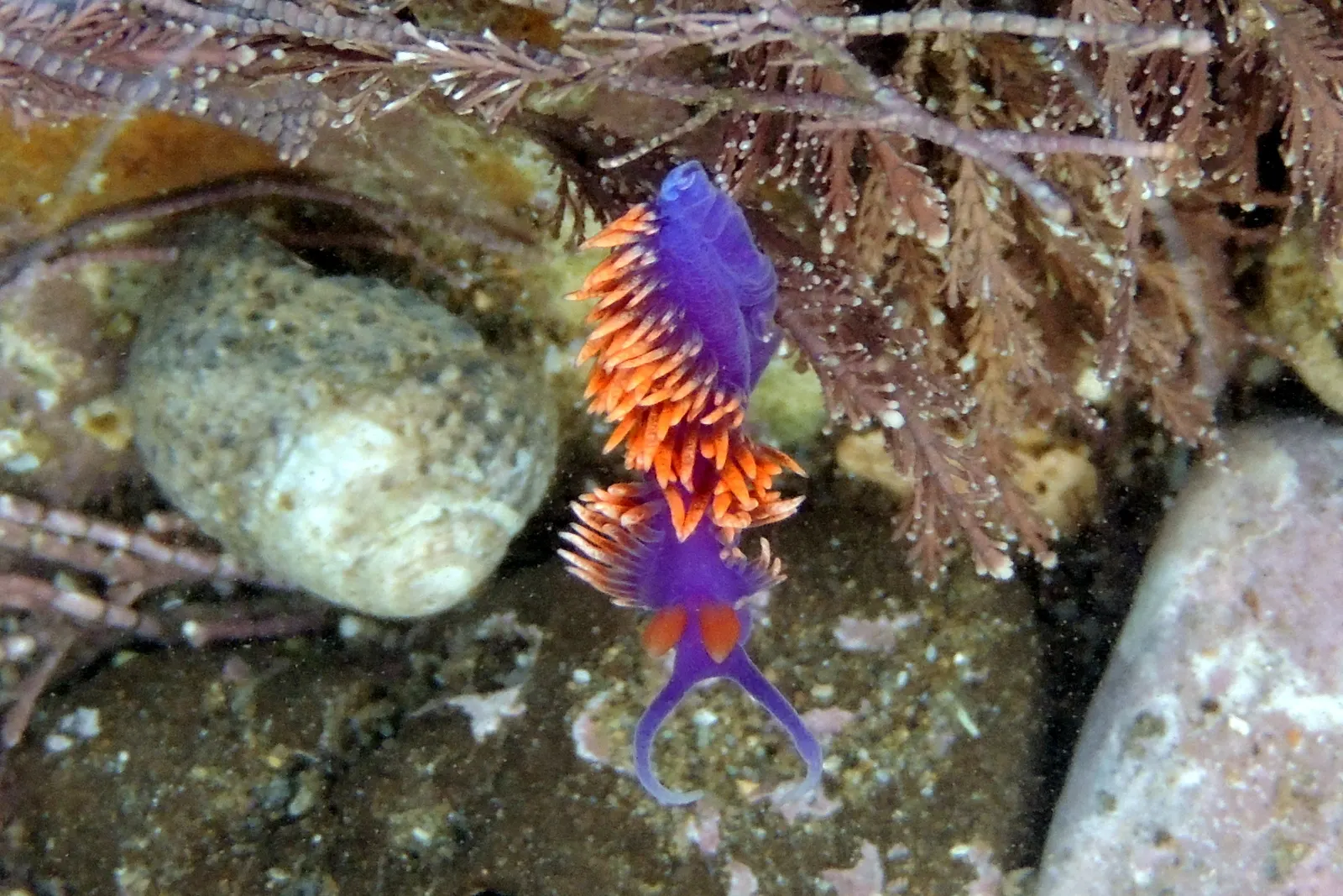 Spanish Shawl (Heterocentron Elegans) — They perform best in full to partial sun exposure, requiring at least 4-6 hours of direct sunlight per day; spanish