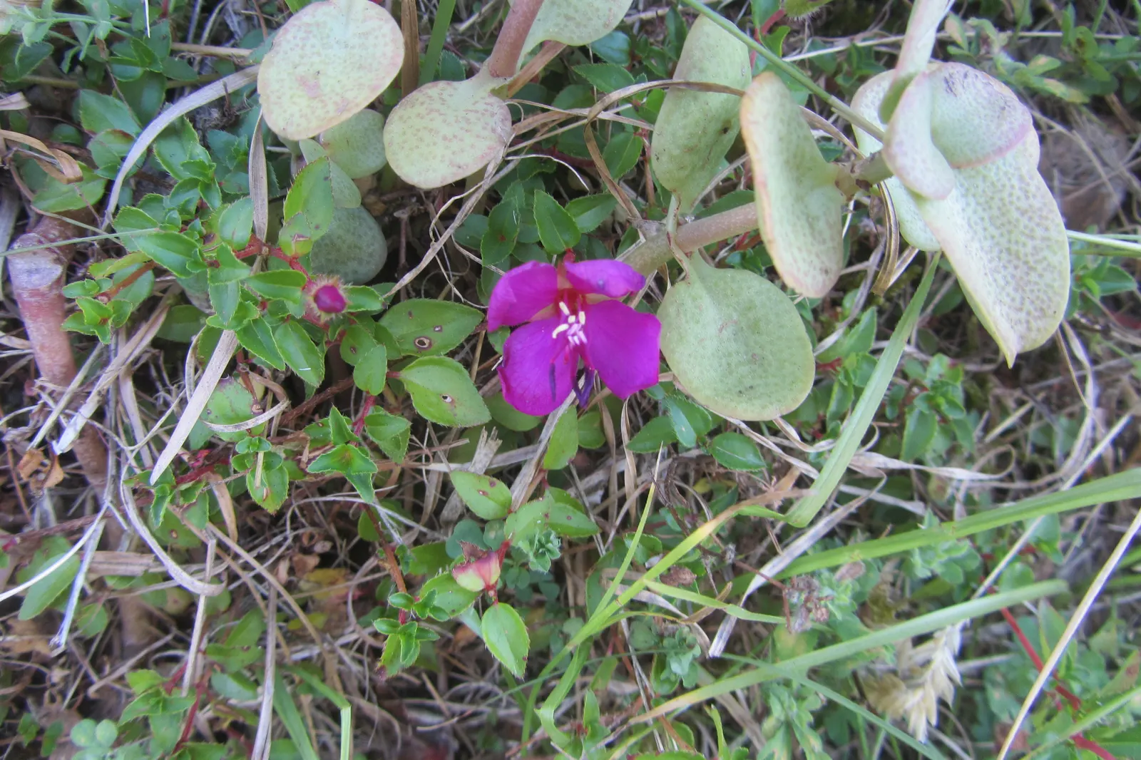 Spanish Shawl (Heterocentron Elegans) — providing long-lasting visual interest with minimal care requirements