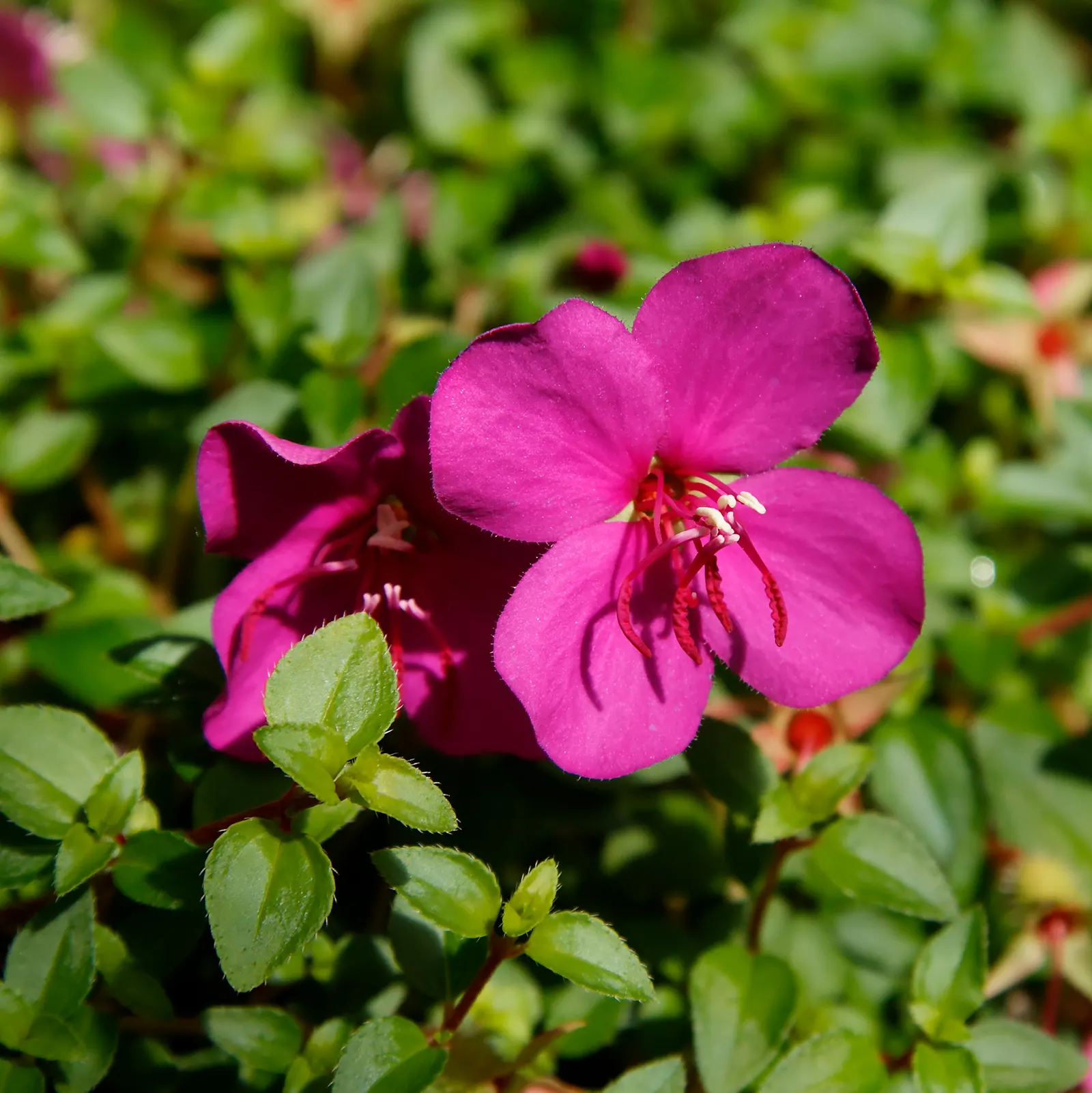Spanish Shawl (Heterocentron Elegans) — pink flowers in the garden; reaching 12-18 inches in height with a spread of 24-36 inches, this perennial requires