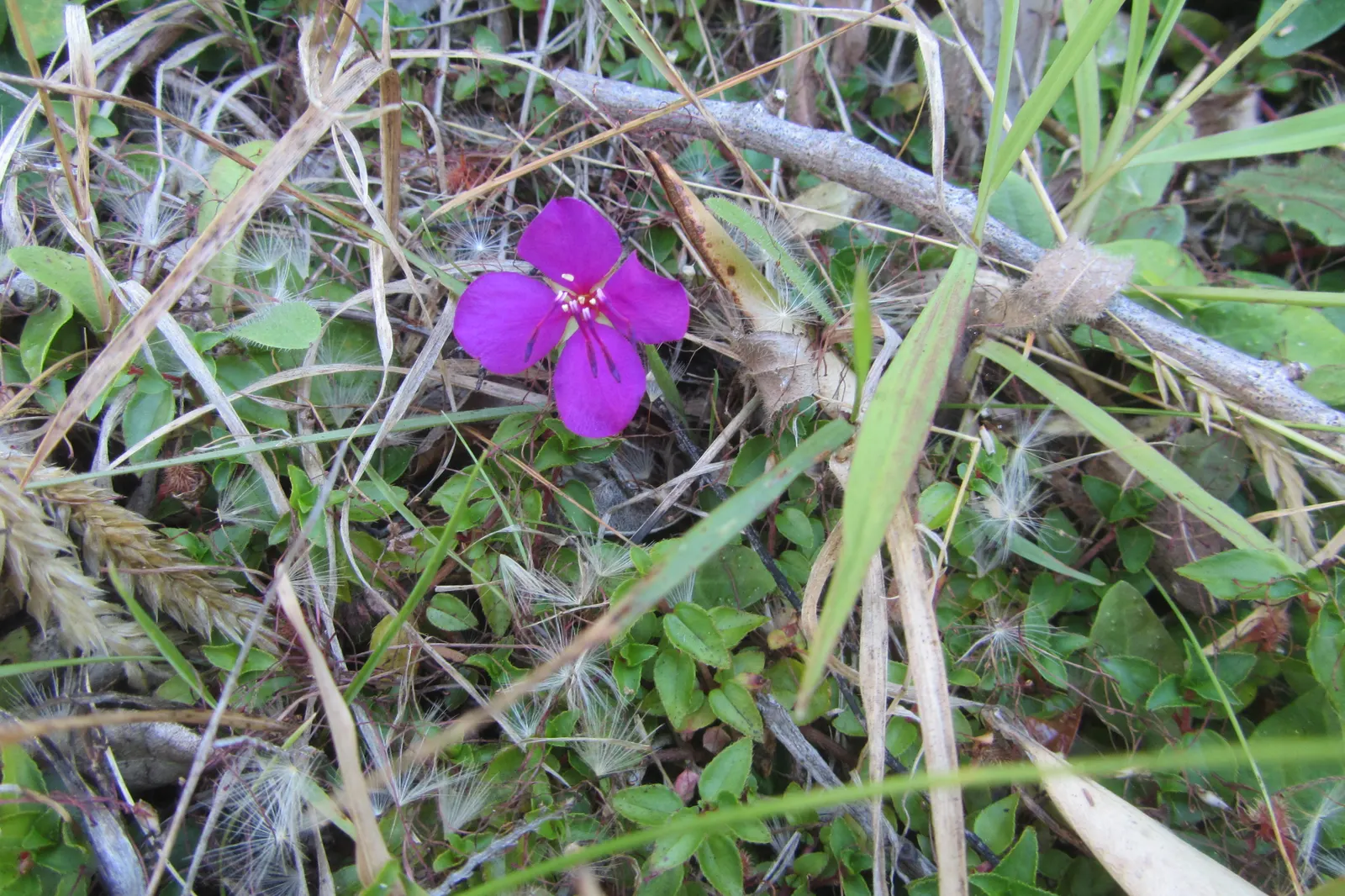 Spanish Shawl (Heterocentron Elegans) — ground cover with pink blooms