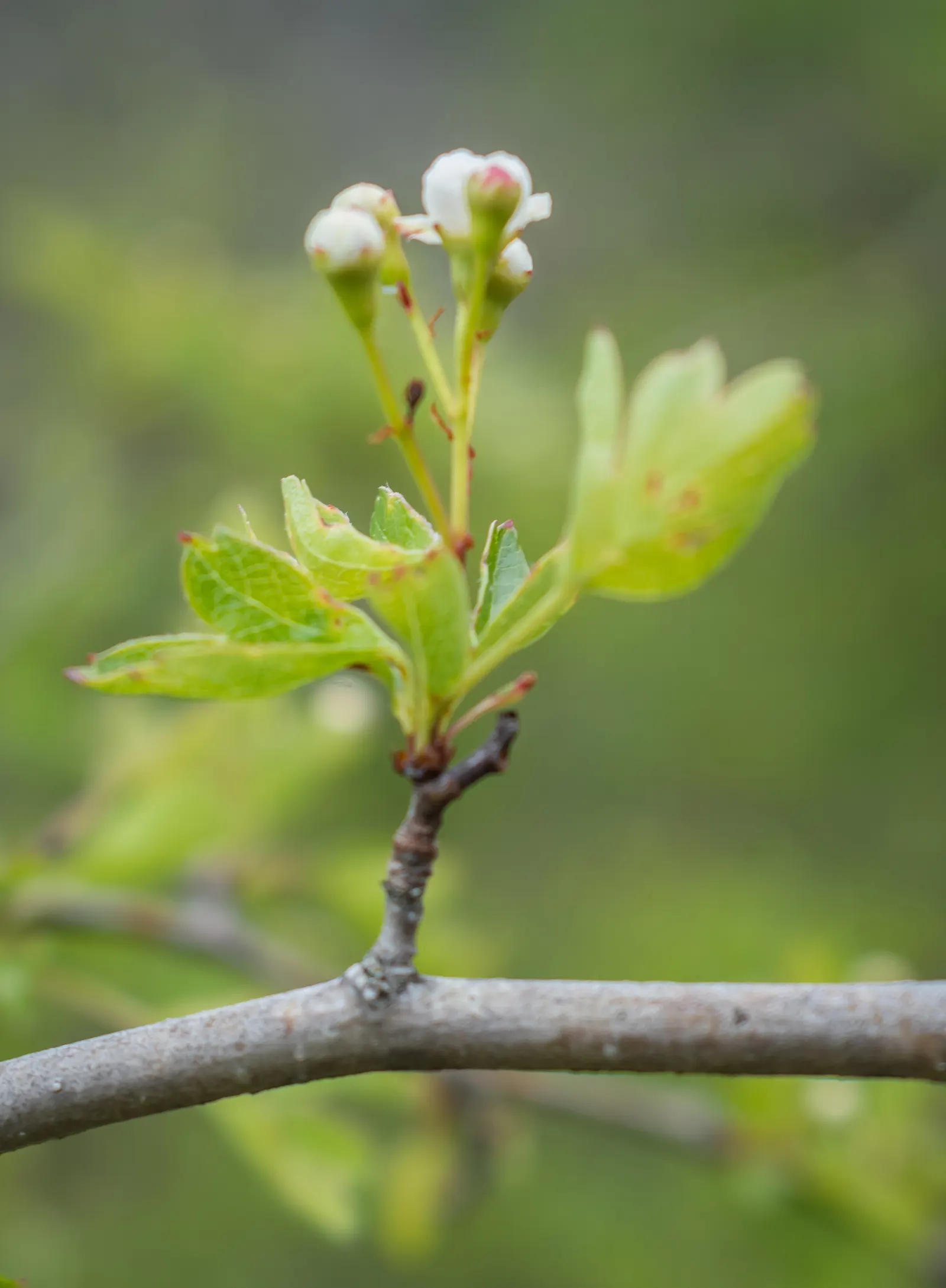 English Hawthorn (Crataegus Laevigata) — clusters of fragrant pink or white flowers bloom in late spring; followed by small crimson berries, image 64
