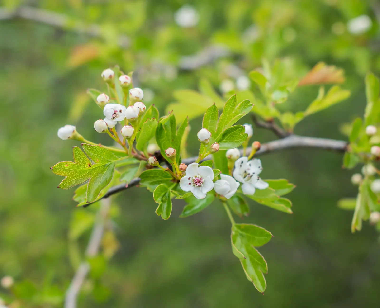 English Hawthorn (Crataegus Laevigata) — Its dense, thorny branches provide excellent privacy and support local wildlife; tree with pink and white, image 66