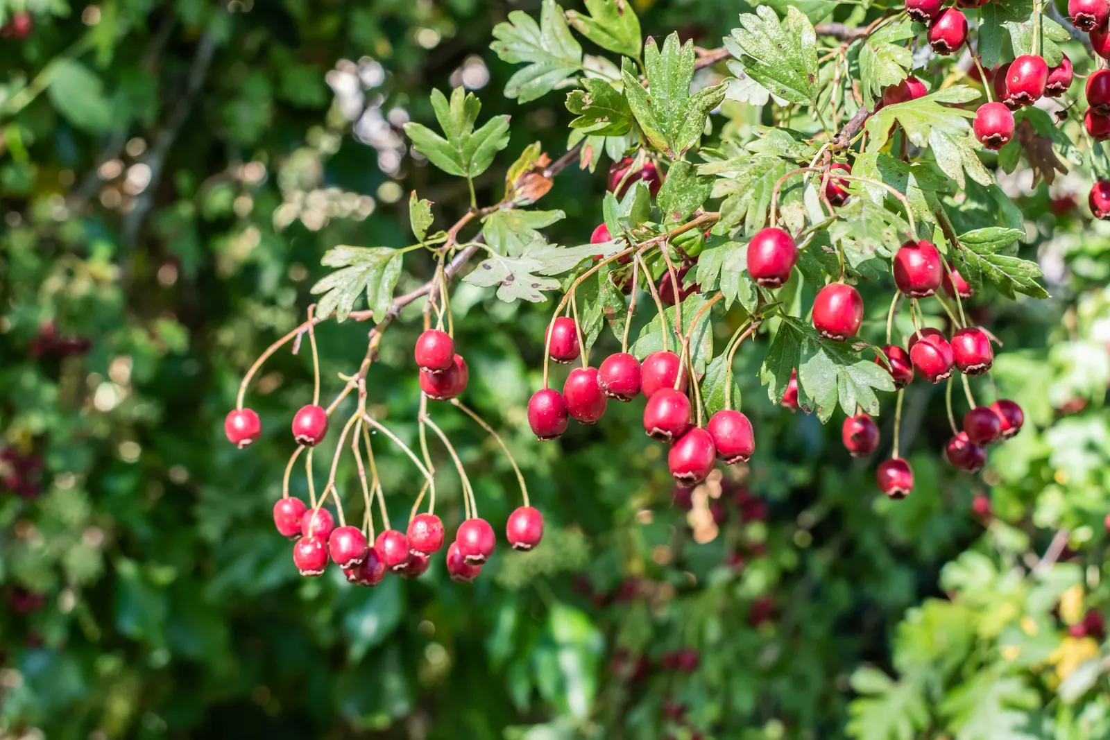 English Hawthorn (Crataegus Laevigata) — a deciduous shrub with a broad; english Hawthorn (Crataegus laevigata), image 62