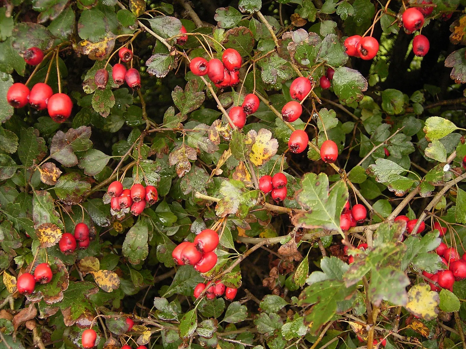 English Hawthorn (Crataegus Laevigata) — a deciduous shrub with a broad; english Hawthorn (Crataegus laevigata), image 72