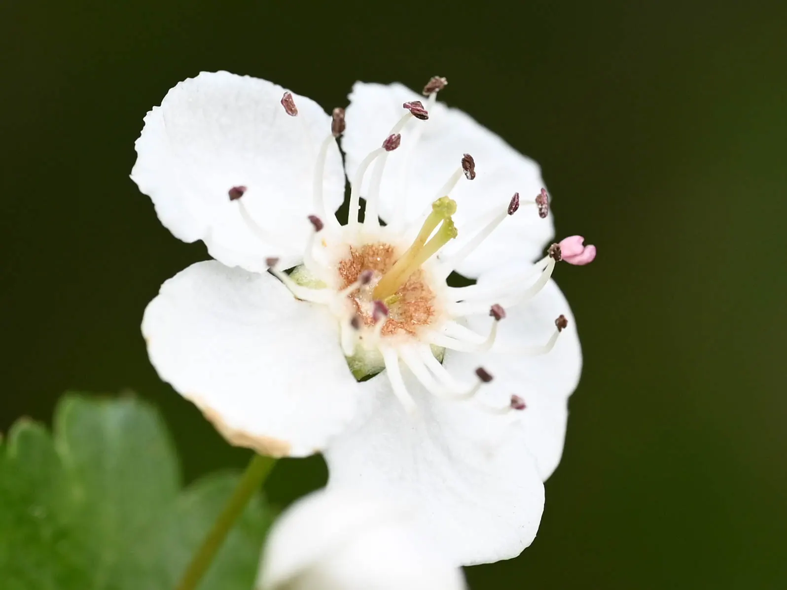 English Hawthorn (Crataegus Laevigata) — tree with pink and white blooms; tree for full or half, image 29