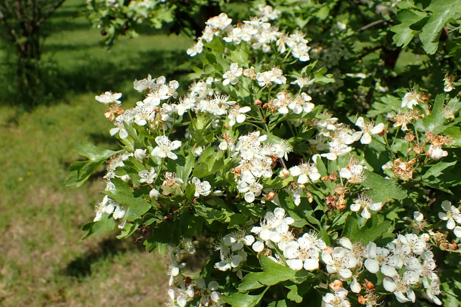 English Hawthorn (Crataegus Laevigata) — reaches up to 15-25 feet high with a similar spread; pink and white flowers in the garden, image 73
