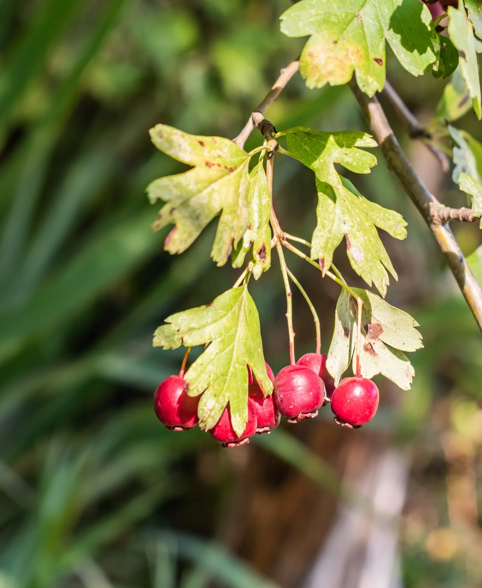 English Hawthorn (Crataegus Laevigata) — English Hawthorn (Crataegus laevigata); clusters of fragrant pink or white flowers bloom in late spring, image 41