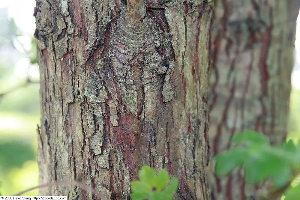 English Hawthorn (Crataegus Laevigata) — tree for full or half