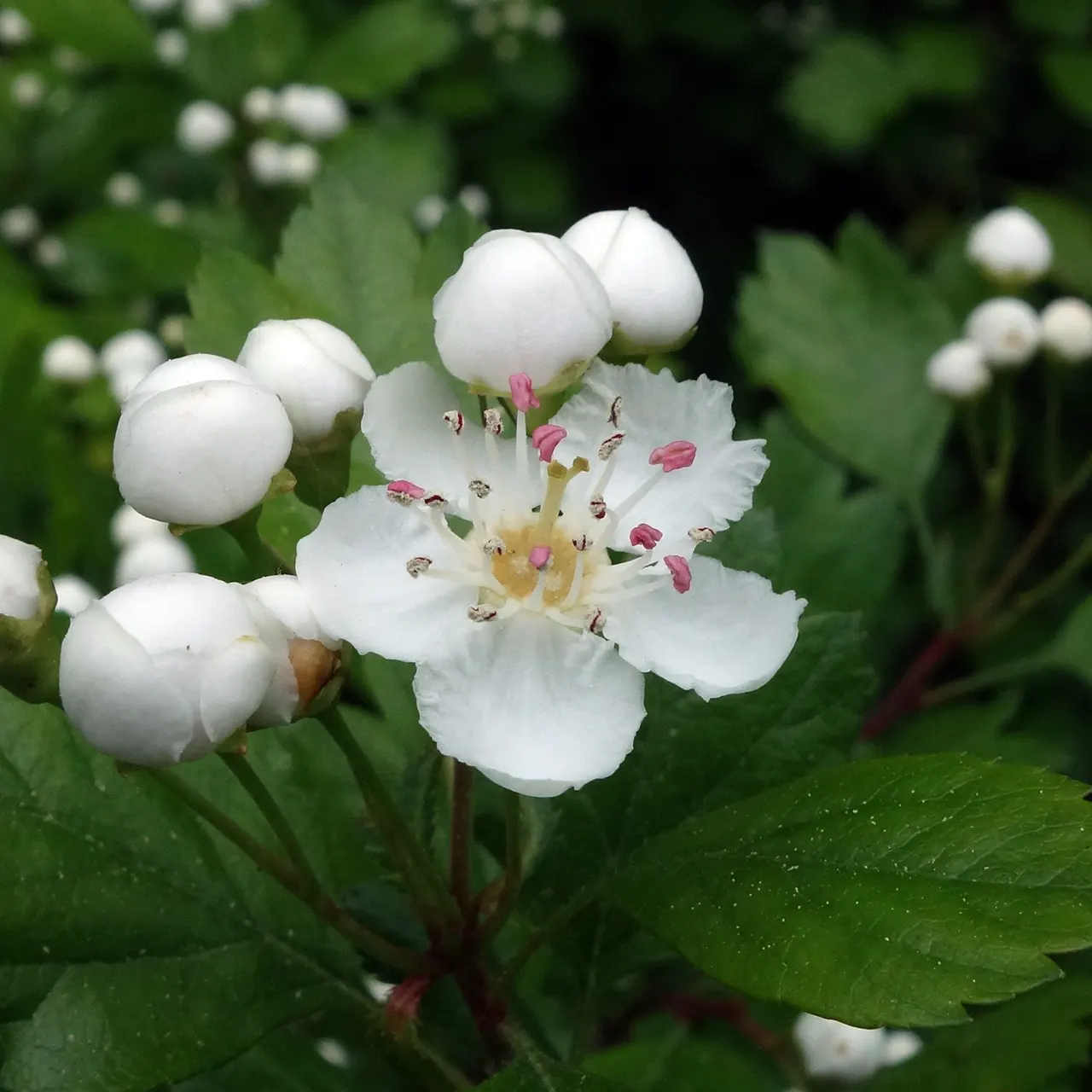 English Hawthorn (Crataegus Laevigata) — tree with pink and white blooms; tree for full or half, image 39