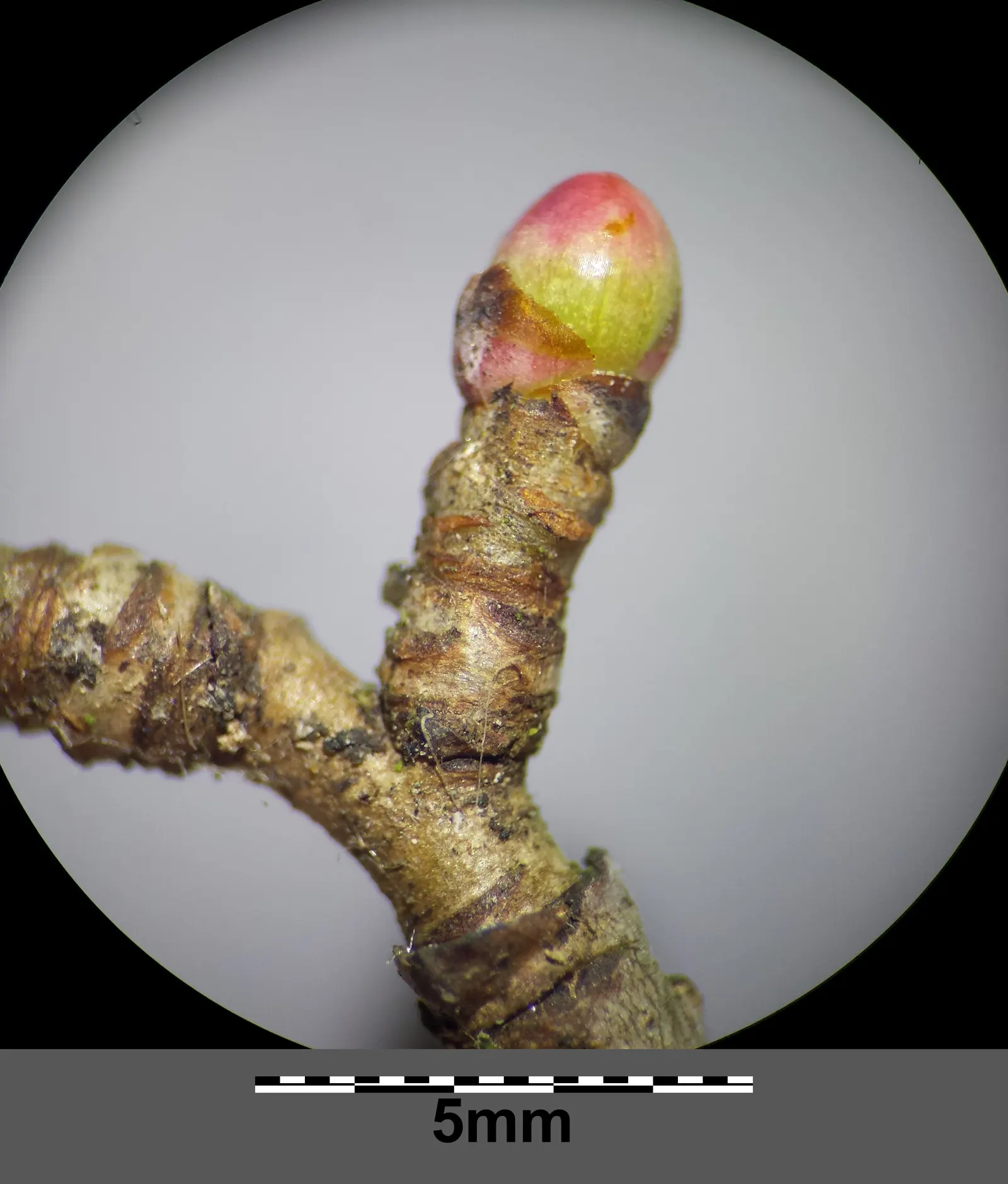 English Hawthorn (Crataegus Laevigata) — reaches up to 15-25 feet high with a similar spread; pink and white flowers in the garden, image 43