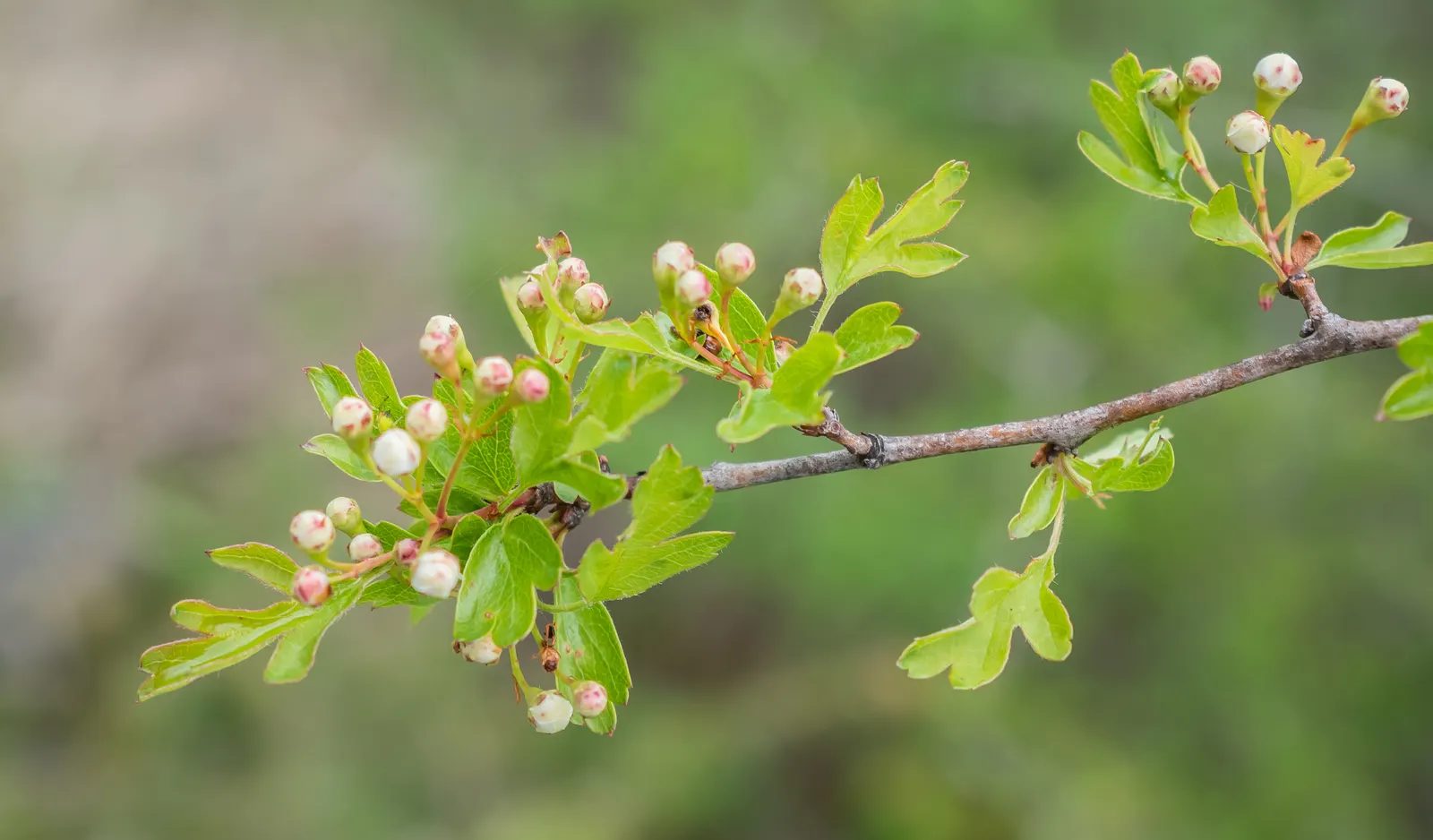 English Hawthorn (Crataegus Laevigata) — English Hawthorn (Crataegus laevigata); clusters of fragrant pink or white flowers bloom in late spring, image 51