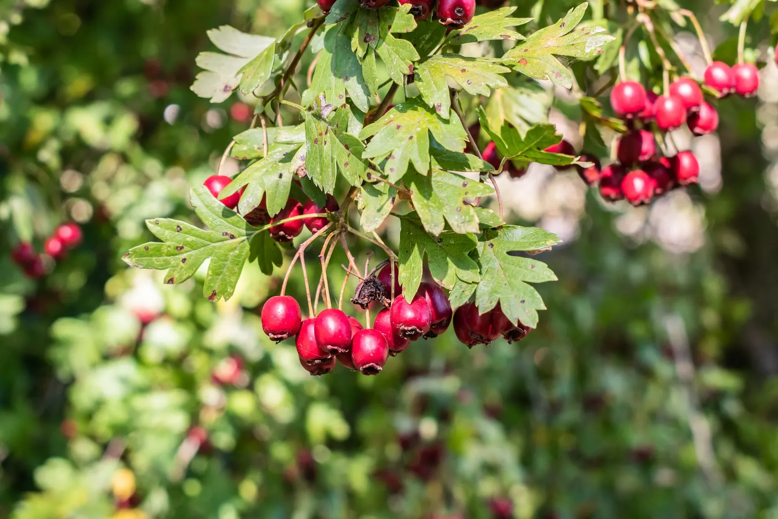 English Hawthorn (Crataegus Laevigata) — English Hawthorn (Crataegus laevigata); clusters of fragrant pink or white flowers bloom in late spring, image 81