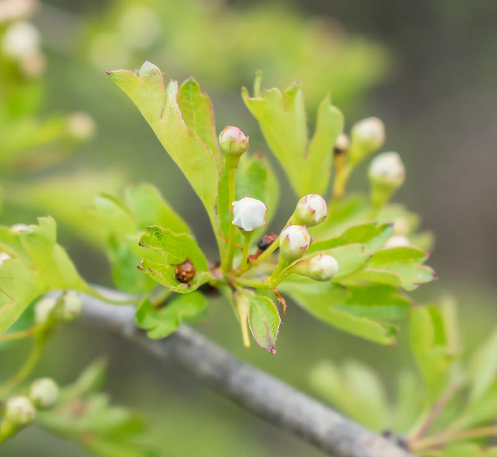 English Hawthorn (Crataegus Laevigata) — English Hawthorn (Crataegus laevigata); clusters of fragrant pink or white flowers bloom in late spring, image 61