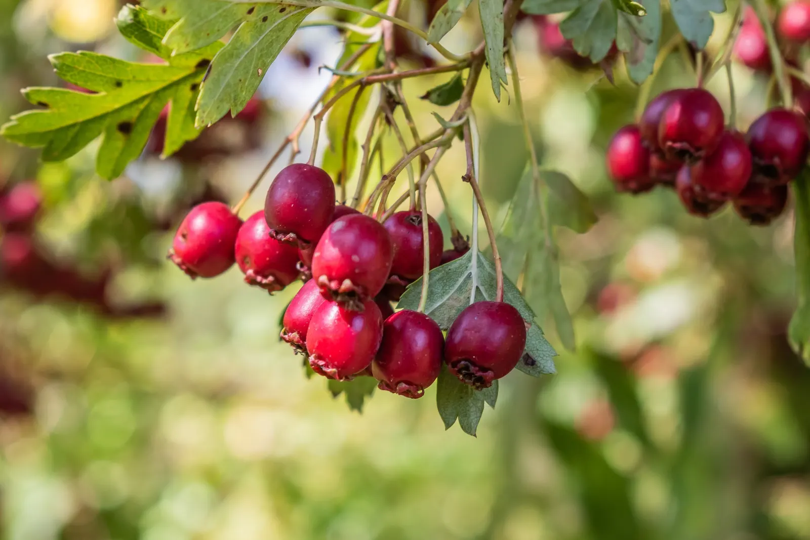 English Hawthorn (Crataegus Laevigata) — followed by small crimson berries; a deciduous shrub with a broad, image 55