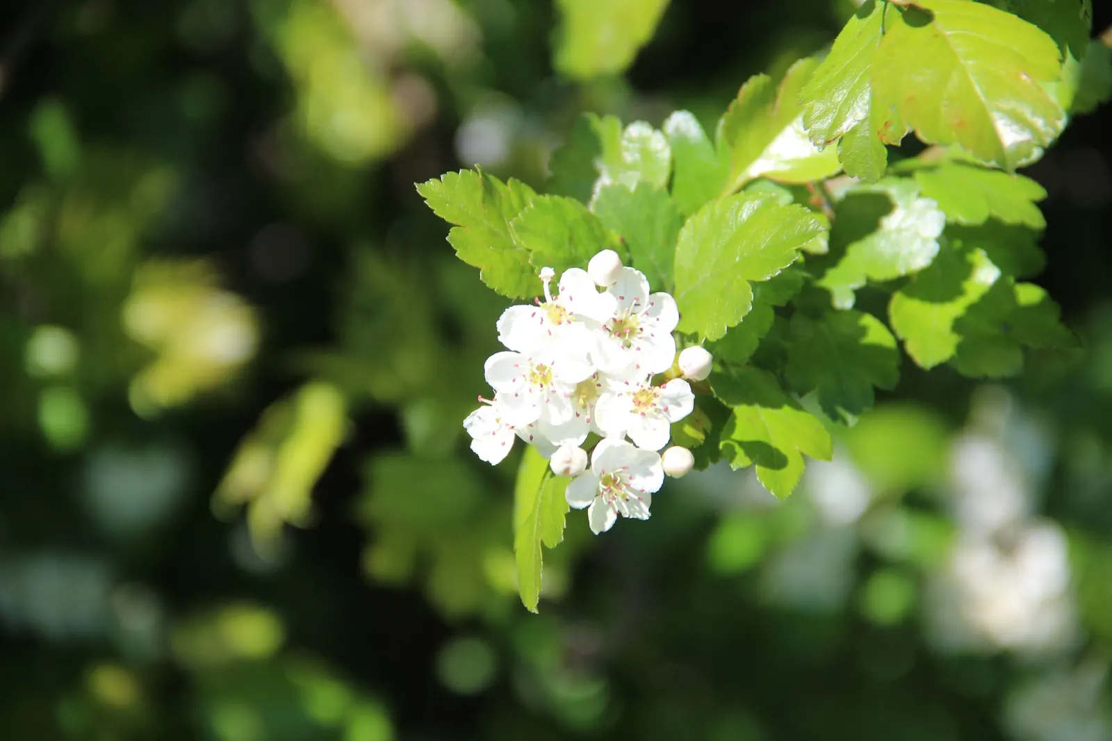 English Hawthorn (Crataegus Laevigata) — reaches up to 15-25 feet high with a similar spread; pink and white flowers in the garden, image 53