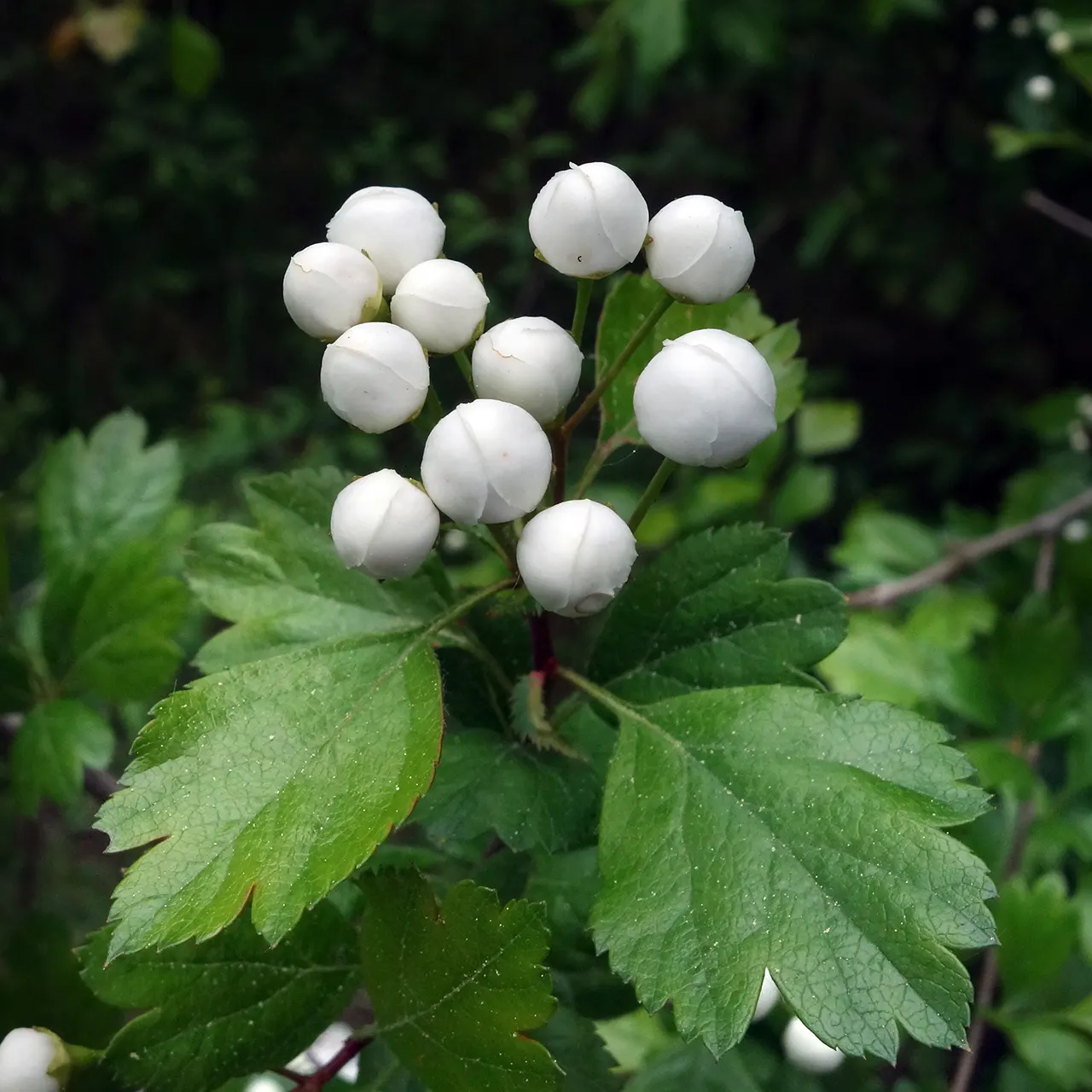English Hawthorn (Crataegus Laevigata) — tree with pink and white blooms; tree for full or half, image 69