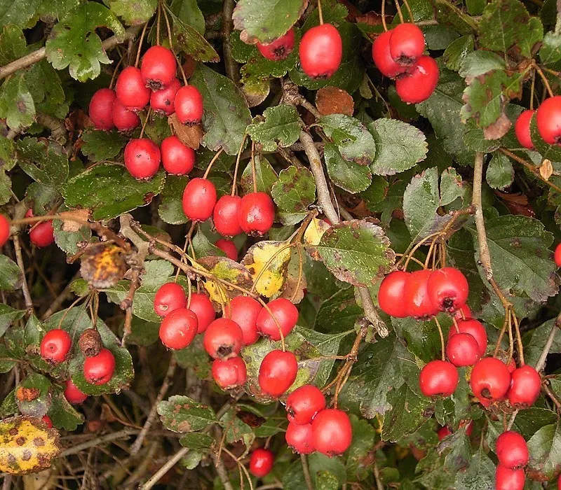 English Hawthorn (Crataegus Laevigata) — Prefers full sun to partial shade in well-drained soil; its dense, thorny branches provide excellent, image 67