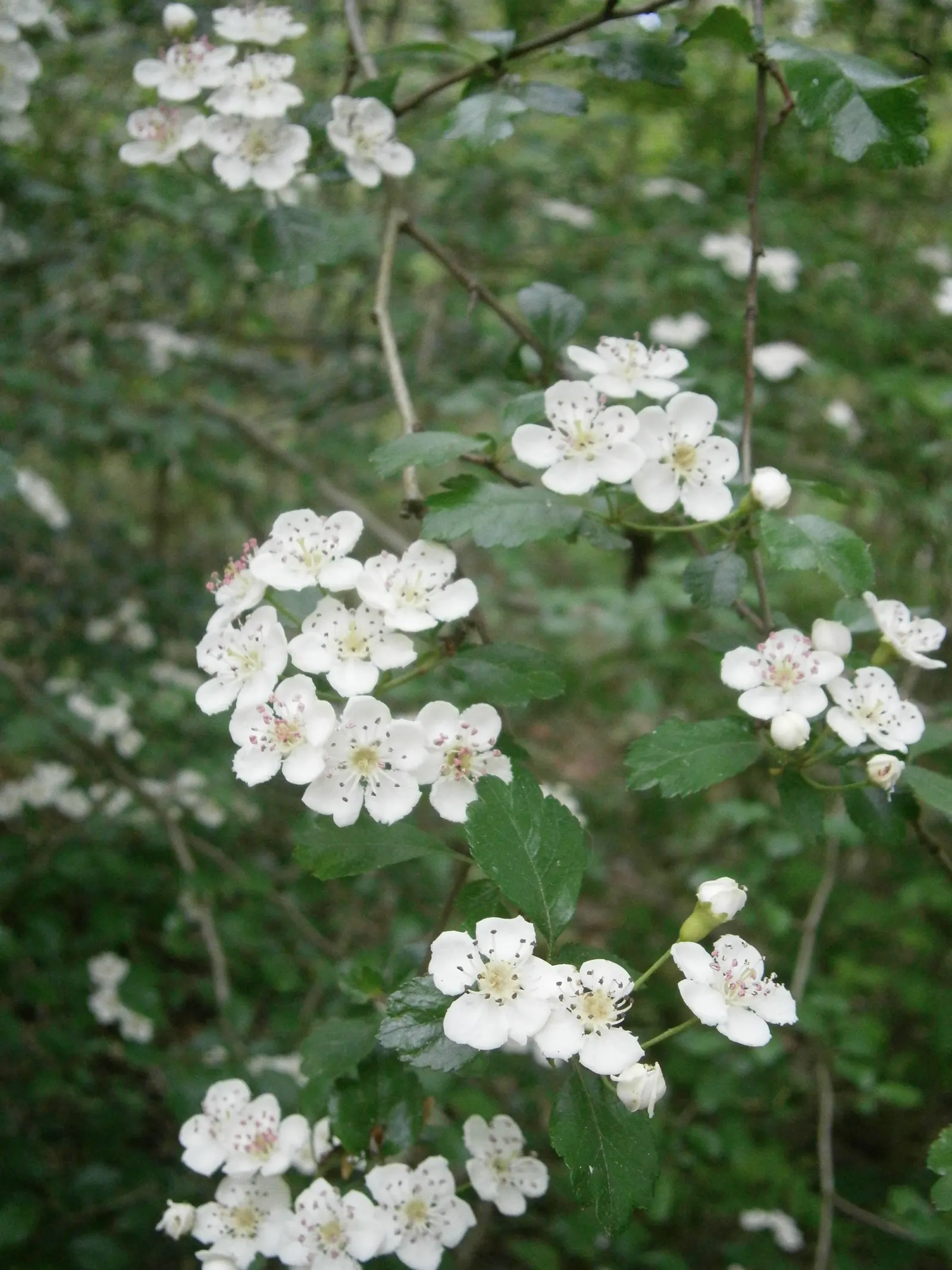 English Hawthorn (Crataegus Laevigata) — clusters of fragrant pink or white flowers bloom in late spring; followed by small crimson berries, image 54