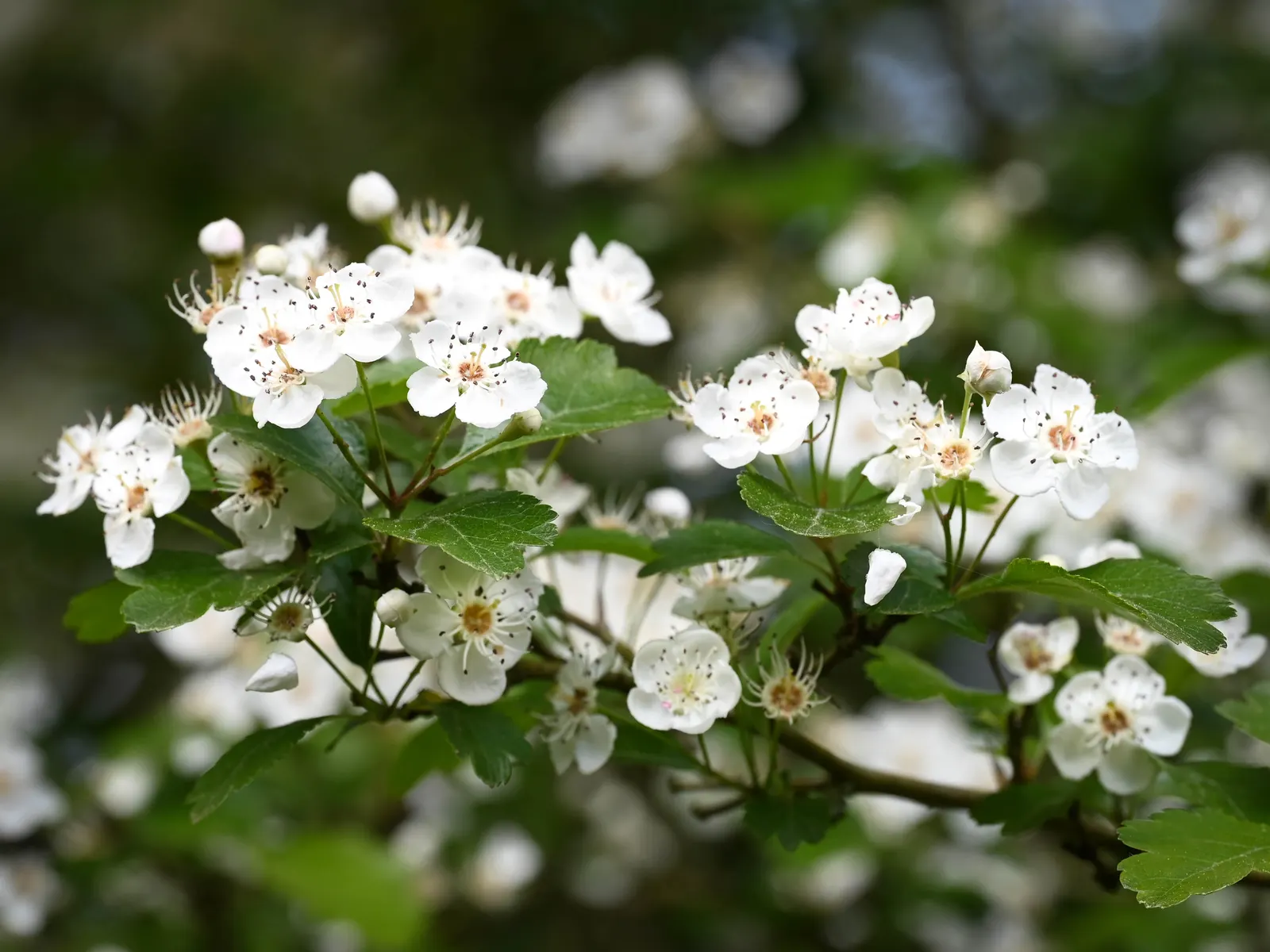 English Hawthorn (Crataegus Laevigata) — clusters of fragrant pink or white flowers bloom in late spring; followed by small crimson berries, image 34
