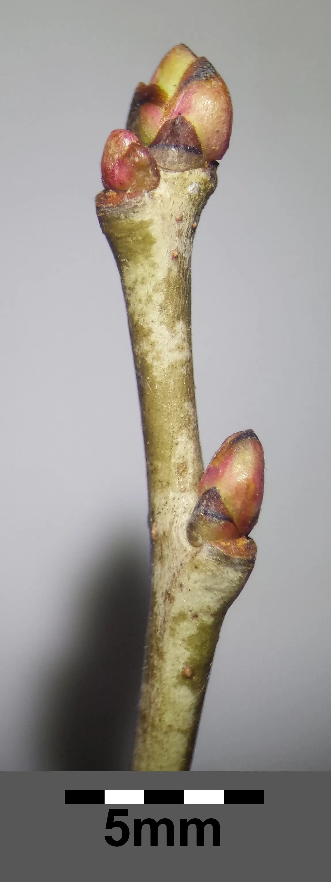 English Hawthorn (Crataegus Laevigata) — a deciduous shrub with a broad; english Hawthorn (Crataegus laevigata), image 42