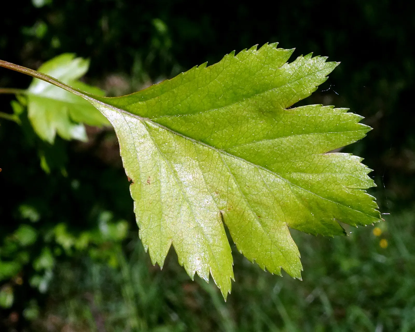 English Hawthorn (Crataegus Laevigata) — followed by small crimson berries; a deciduous shrub with a broad, image 65