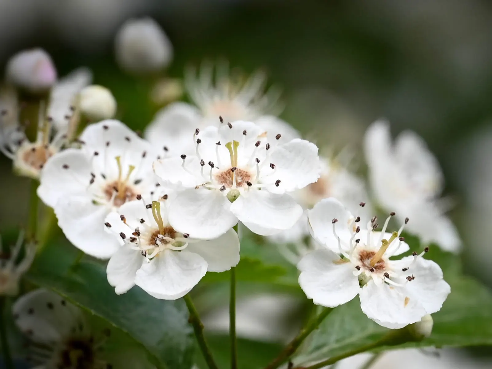 English Hawthorn (Crataegus Laevigata) — reaches up to 15-25 feet high with a similar spread; pink and white flowers in the garden, image 33