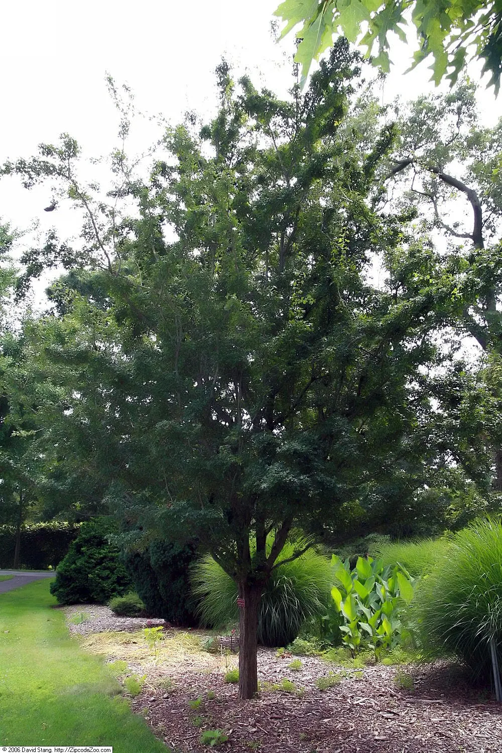 English Hawthorn (Crataegus Laevigata) — tree for full or half; prefers full sun to partial shade in well-drained soil, image 40