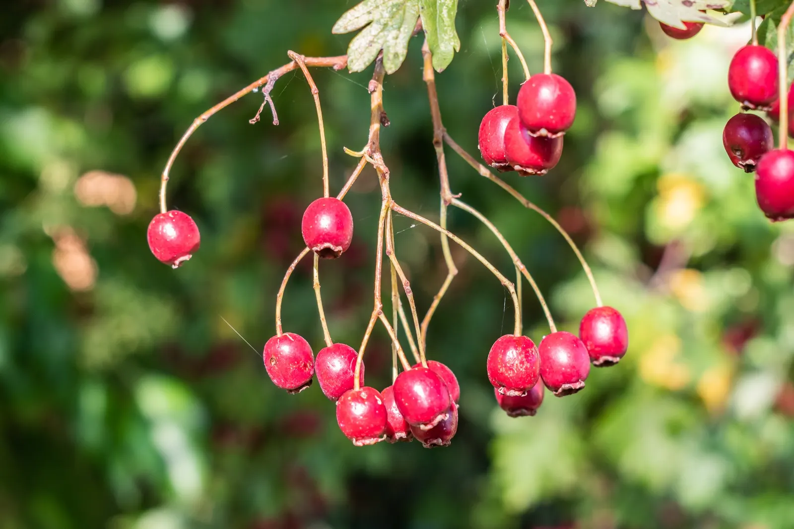 English Hawthorn (Crataegus Laevigata) — pink and white flowers in the garden; reaches up to 15-25 feet high with a similar spread, image 78