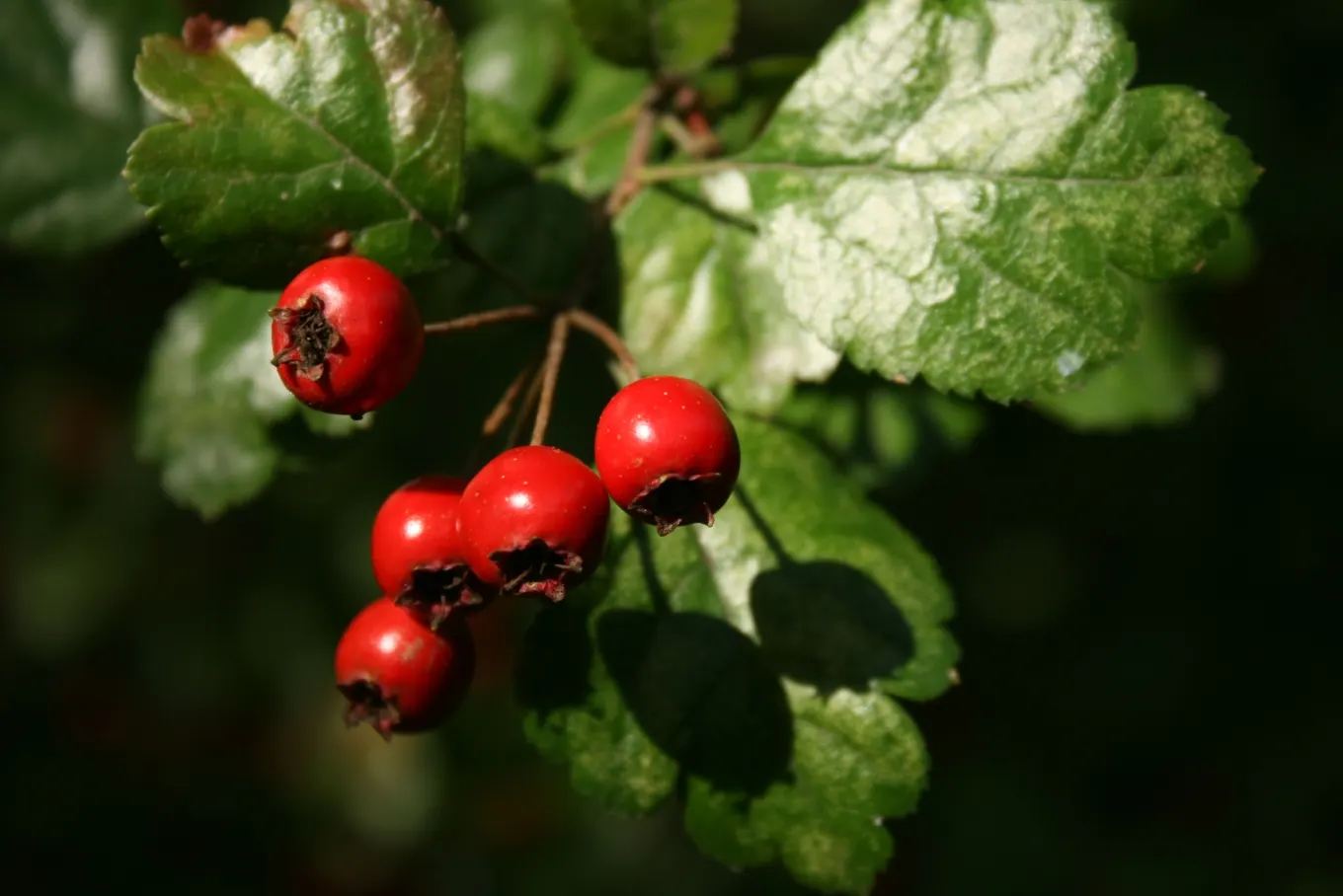 English Hawthorn (Crataegus Laevigata) — a deciduous shrub with a broad; english Hawthorn (Crataegus laevigata), image 52