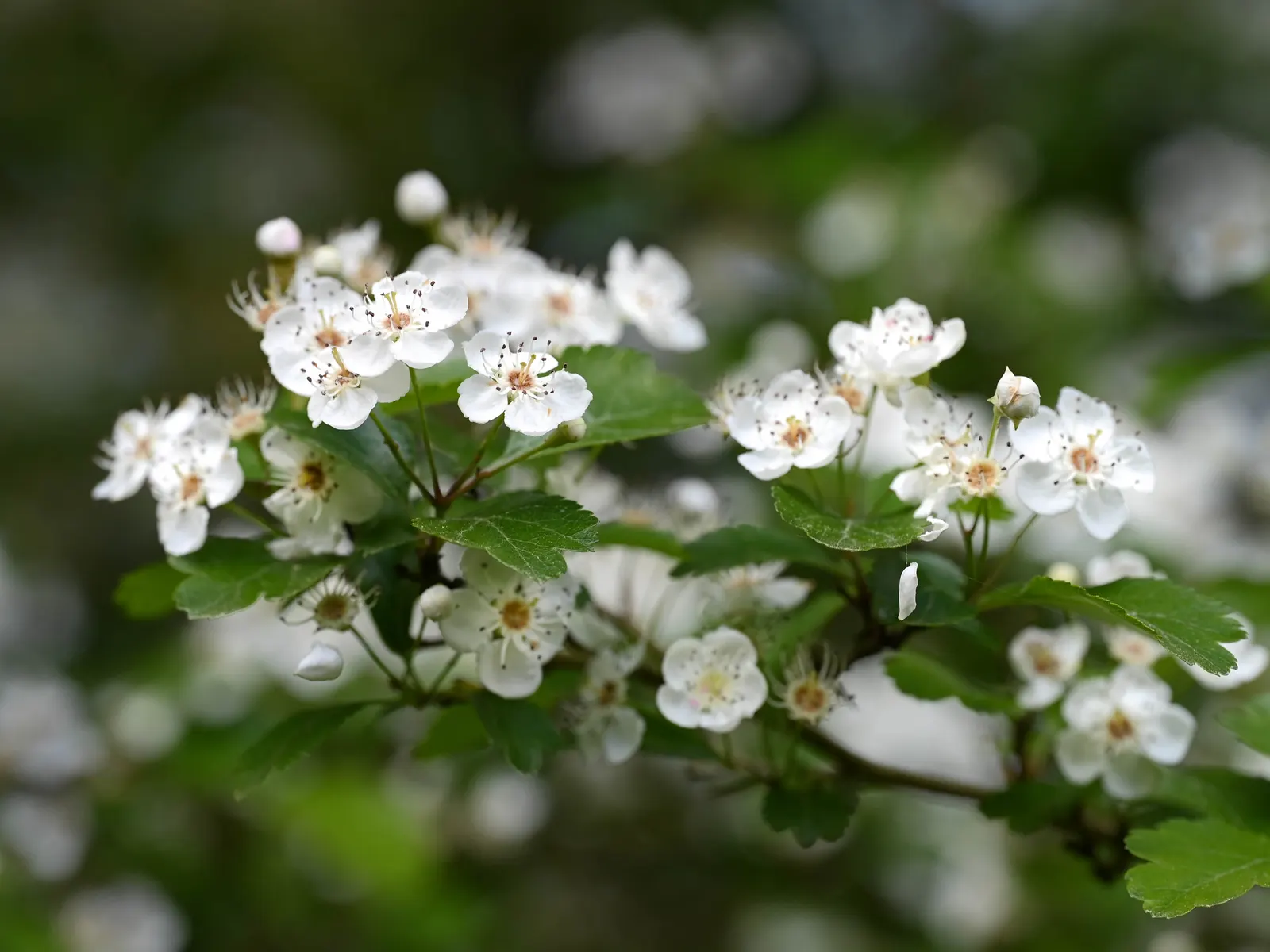 English Hawthorn (Crataegus Laevigata) — Prefers full sun to partial shade in well-drained soil; its dense, thorny branches provide excellent, image 27