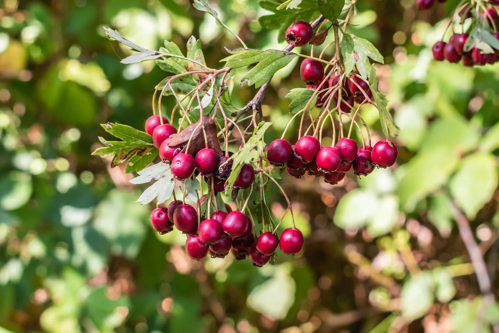 English Hawthorn (Crataegus Laevigata) — tree with pink and white blooms; tree for full or half, image 79